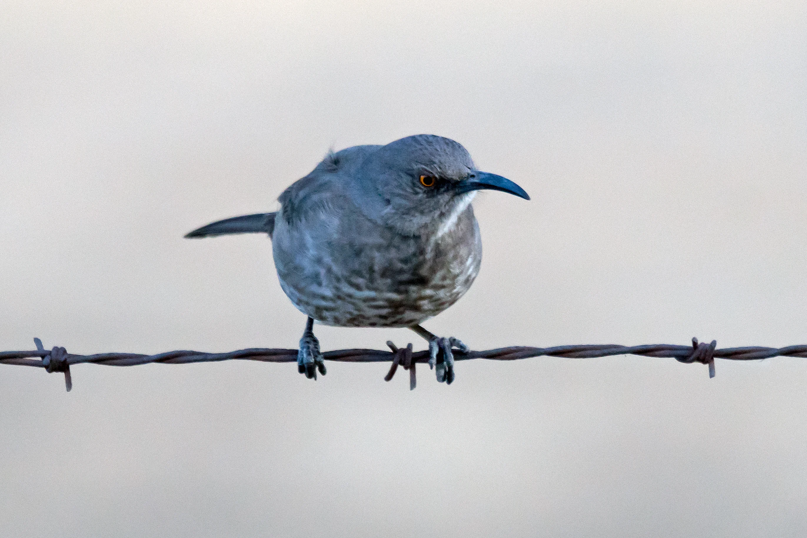 Curve-billed Thrasher, Teotihuacan, State of Mexico, Mexico — photo by Jim Bennett