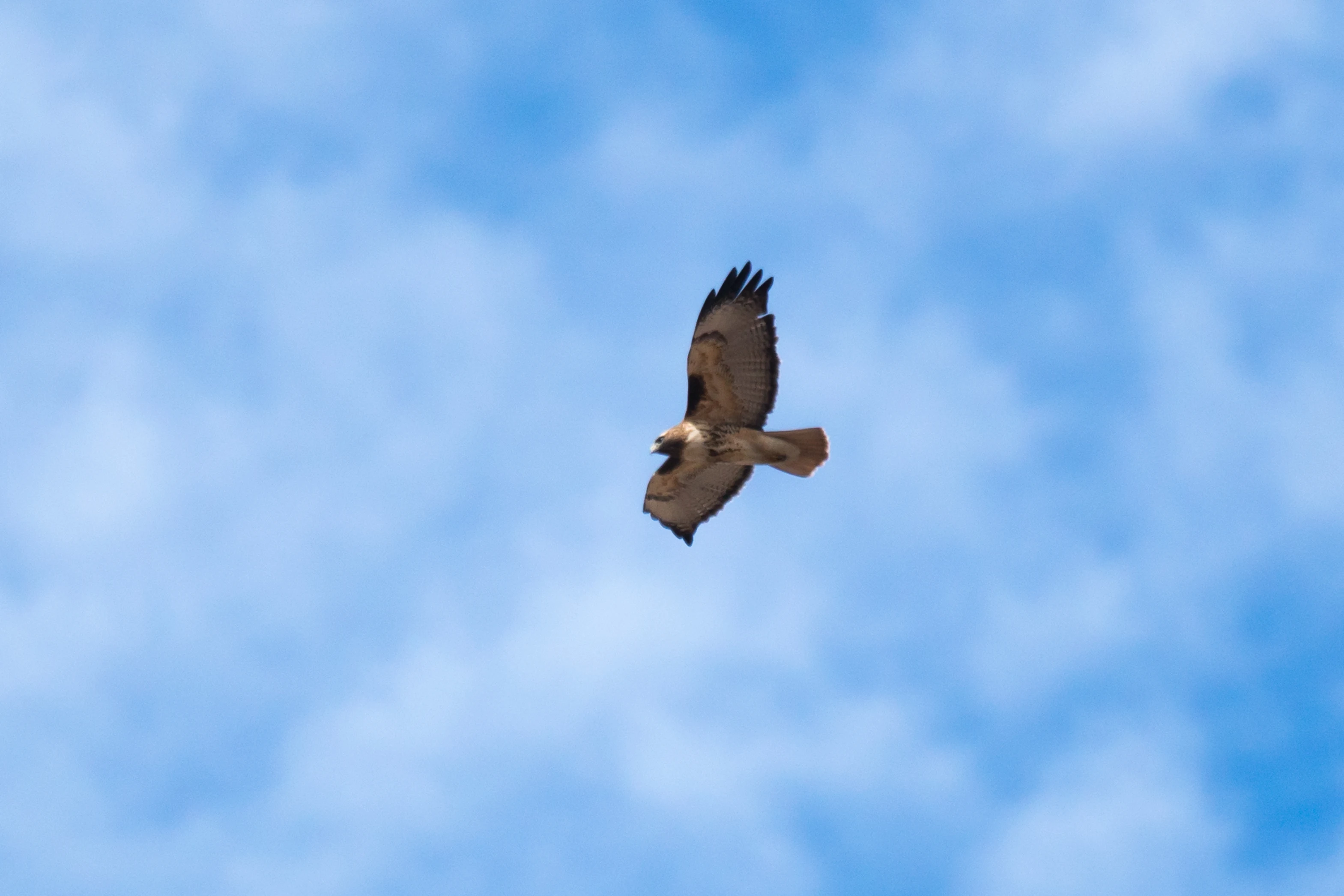 Red-tailed Hawk, Teotihuacan, State of Mexico, Mexico — photo by Jim Bennett