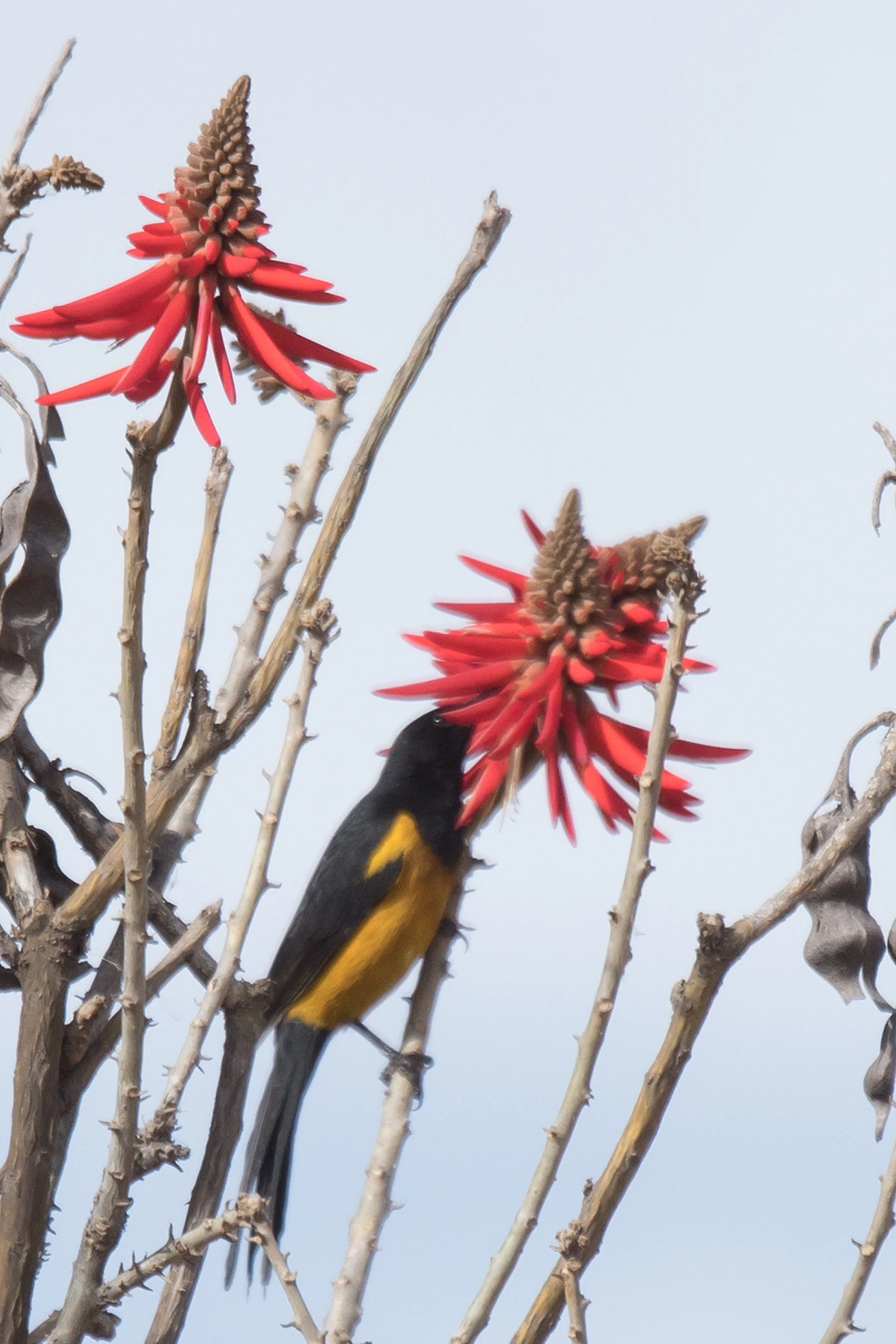Black-vented Oriole, Teotihuacan, State of Mexico, Mexico — photo by Jim Bennett