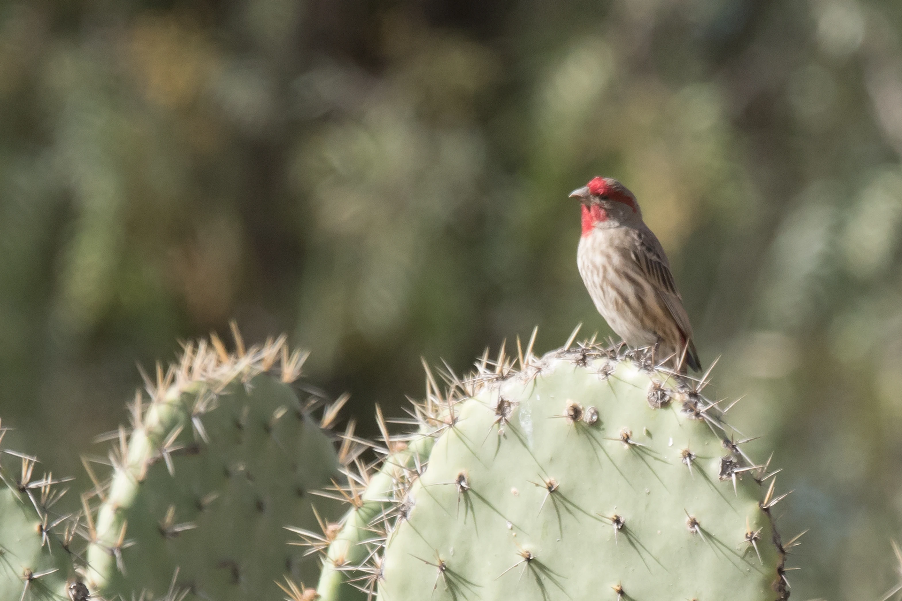 House Finch, Teotihuacan, State of Mexico, Mexico — photo by Jim Bennett