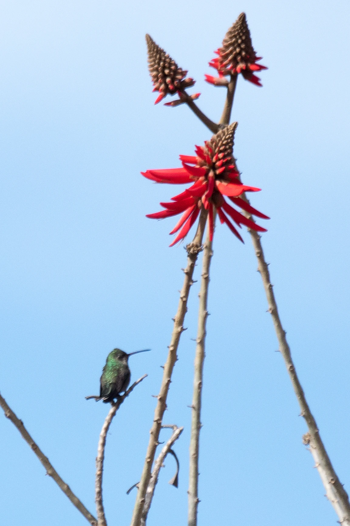 Broad-billed Hummingbird, Teotihuacan, State of Mexico, Mexico — photo by Jim Bennett