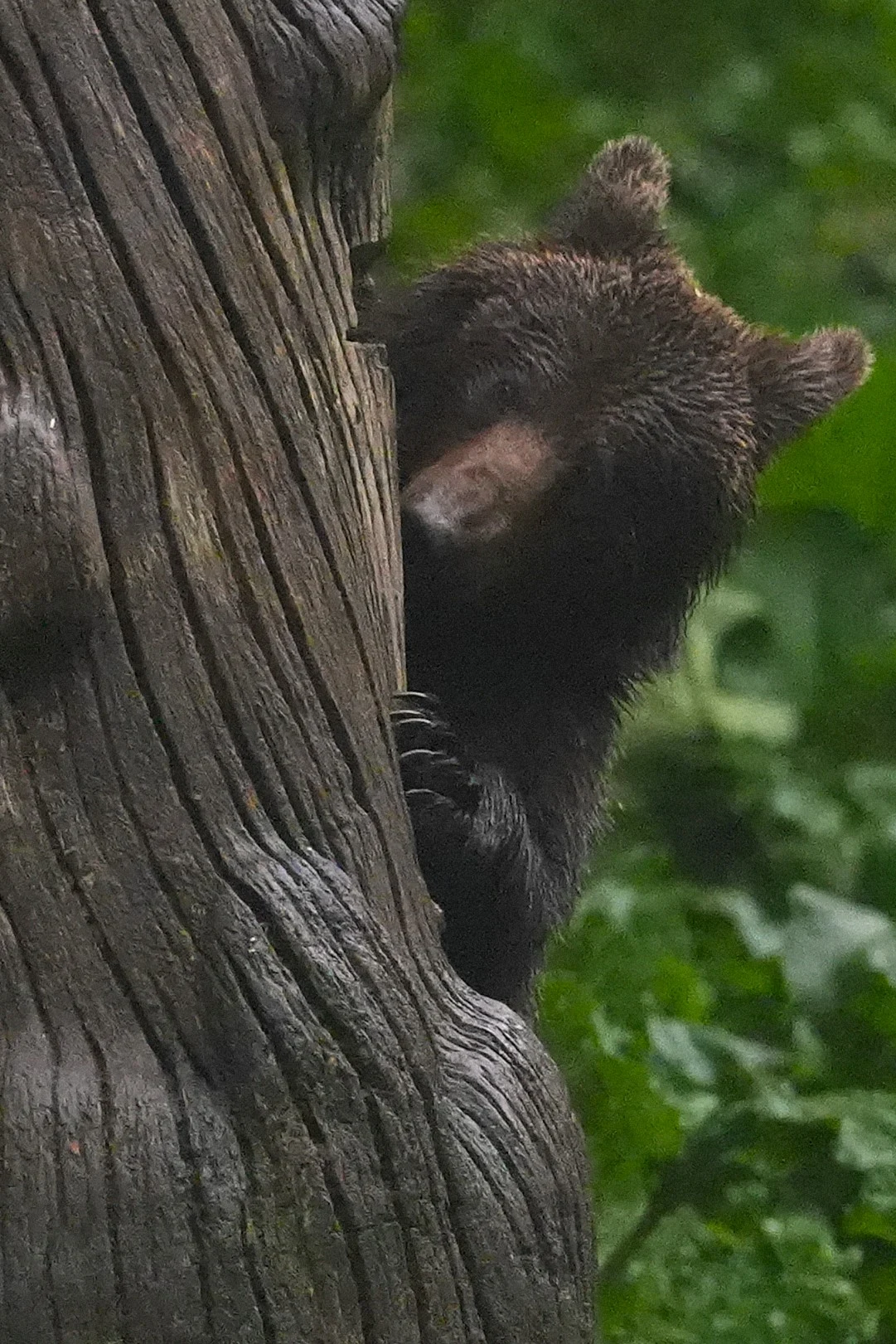 Brown Bear, Strambei Valley, Transylvania, Romania — photo by Jim Bennett