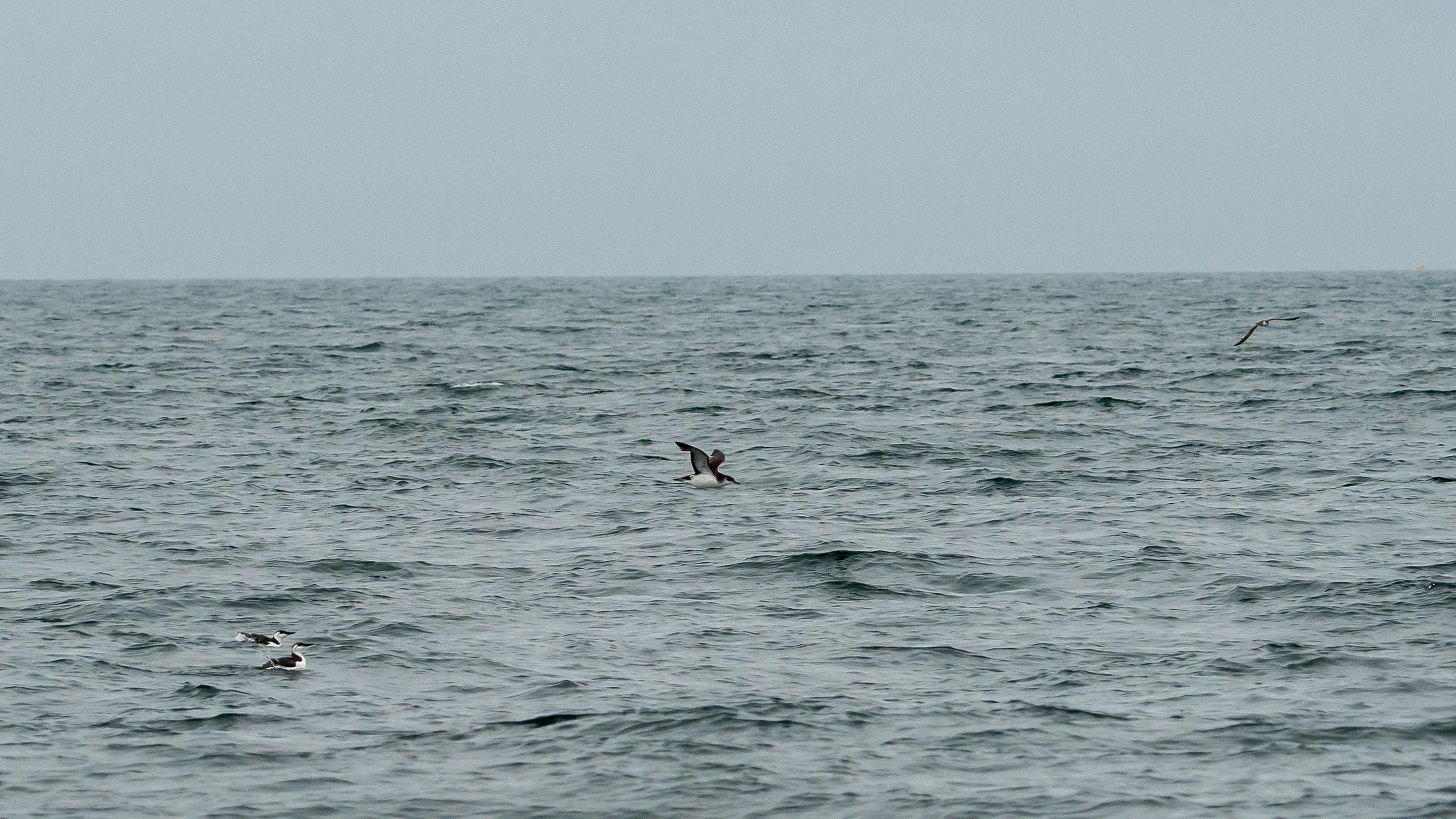 Guillemots, Manx Shearwater & a distant Great Shearwater, Falmouth Bay, Cornwall, UK — photo by Jim Bennett
