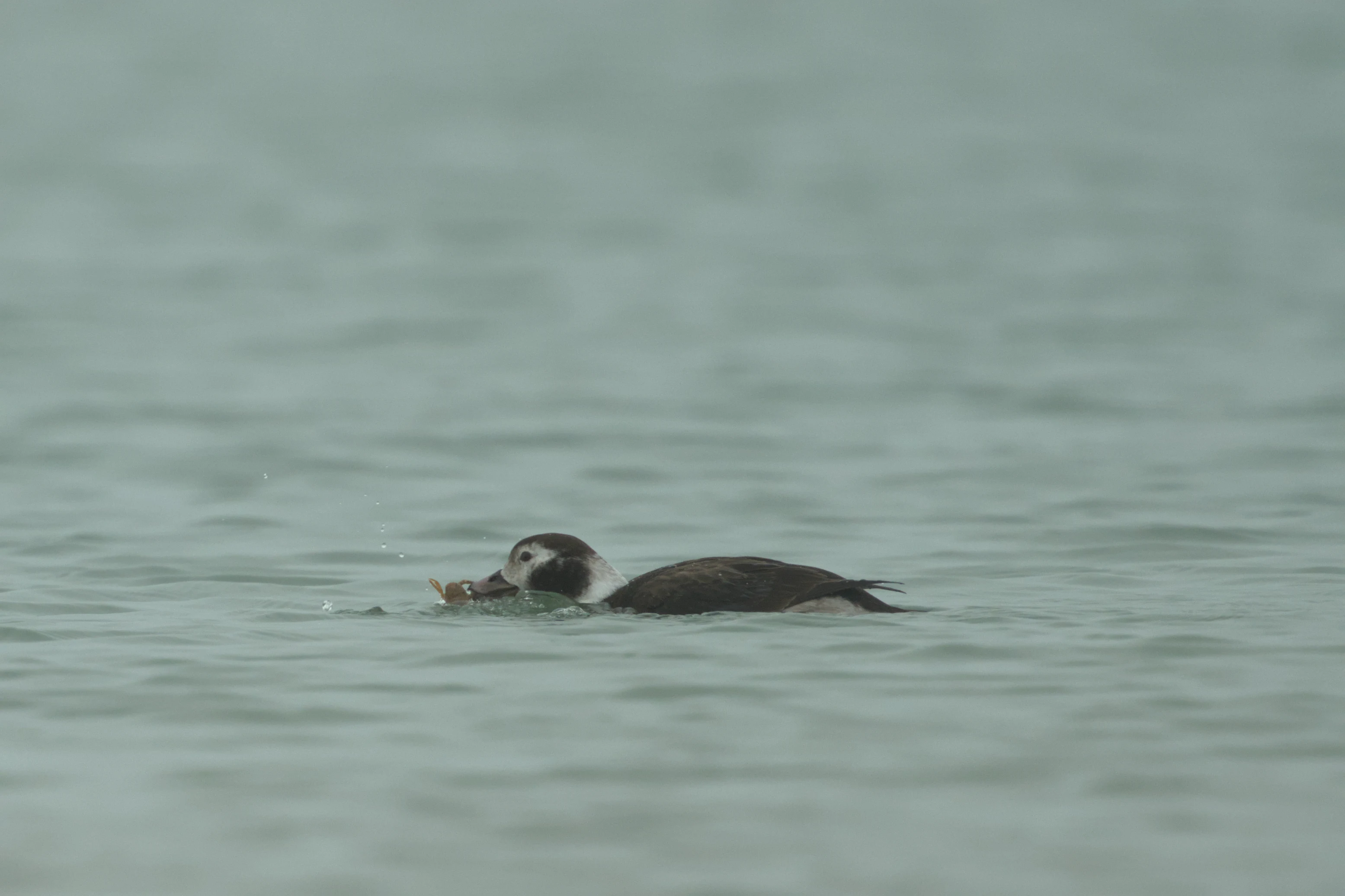 Long-tailed Duck, Brouwersdam, Netherlands — photo by Jim Bennett