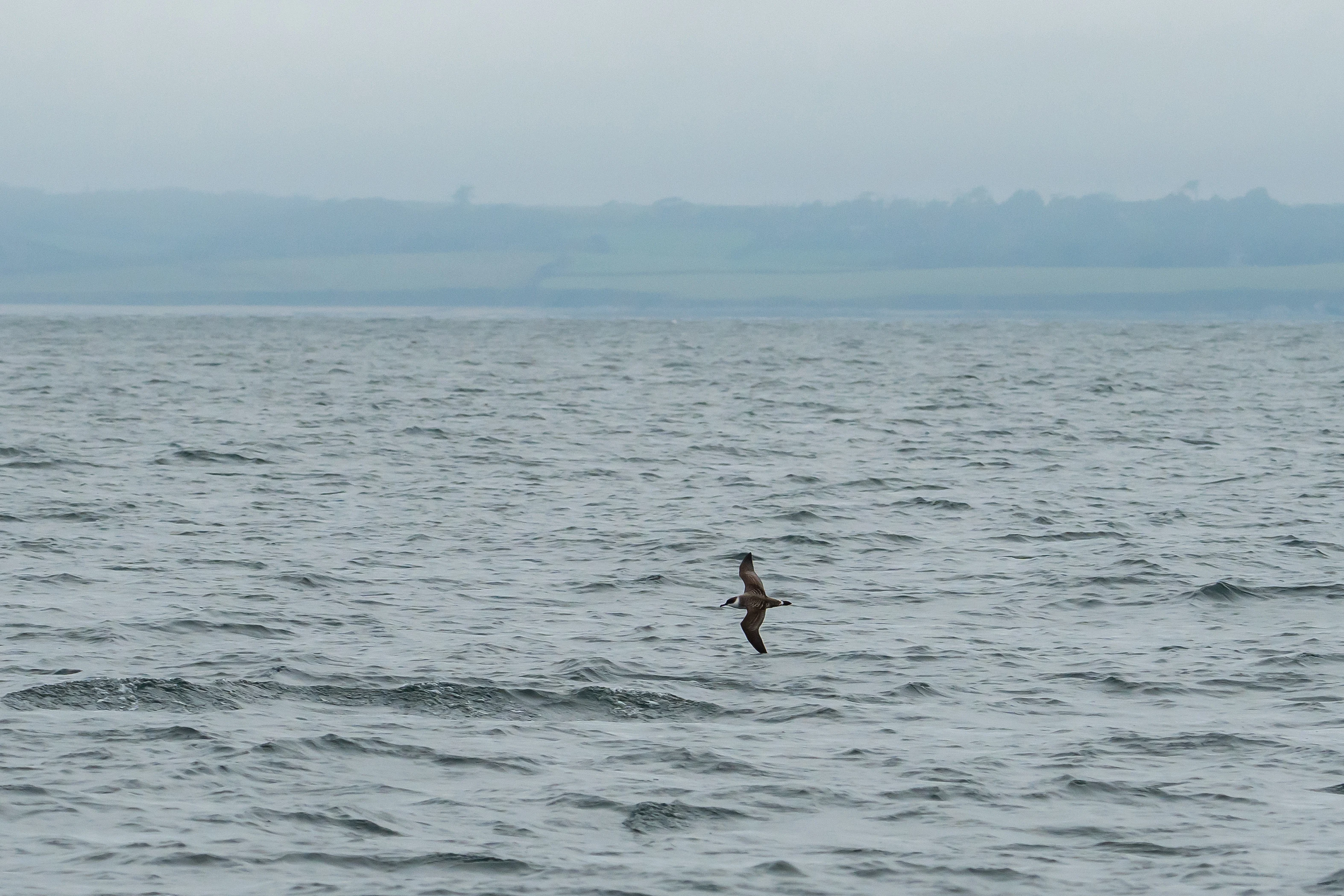 Great Shearwater, Falmouth Bay, Cornwall, UK — photo by Jim Bennett