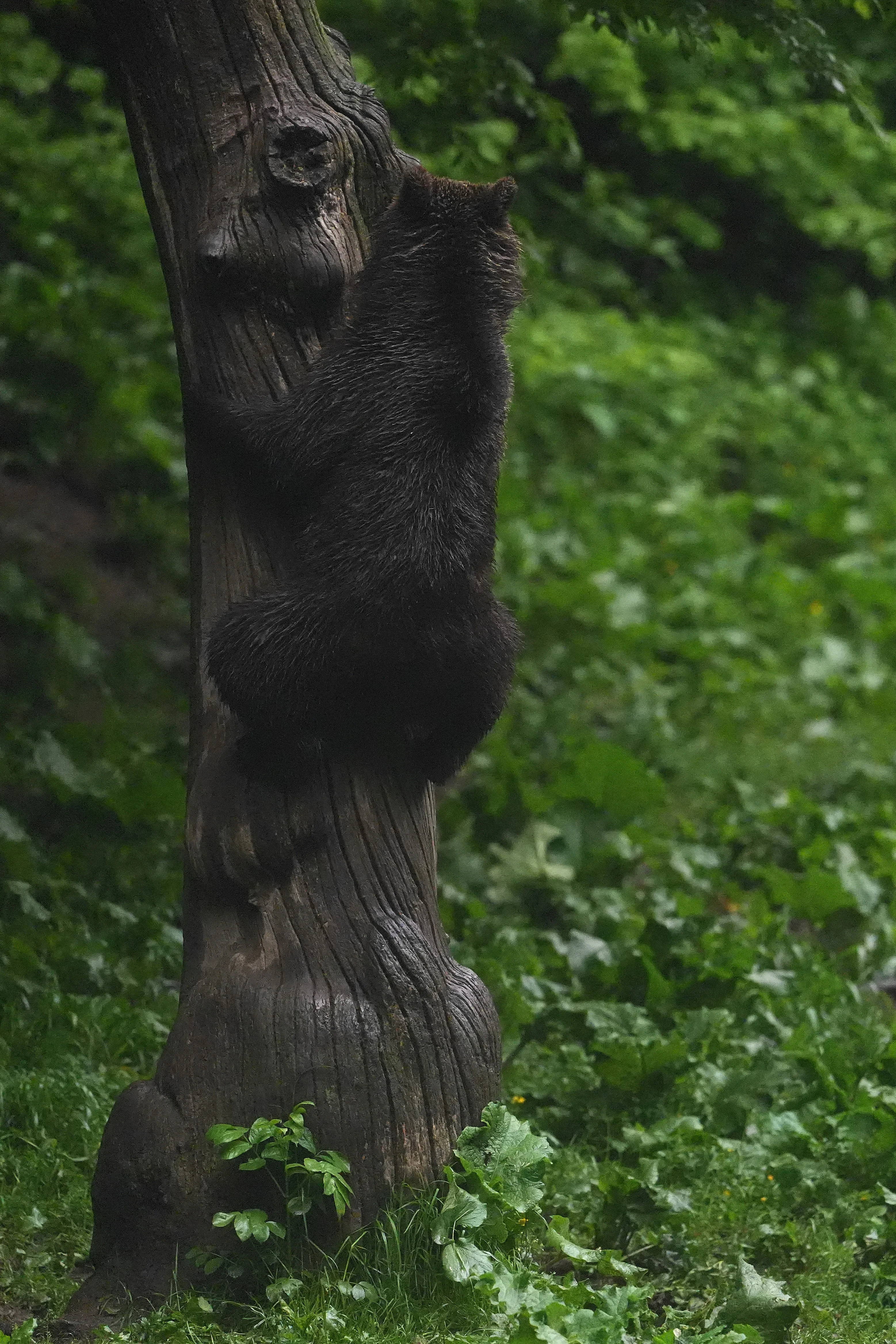 Brown Bear, Strambei Valley, Transylvania, Romania — photo by Jim Bennett
