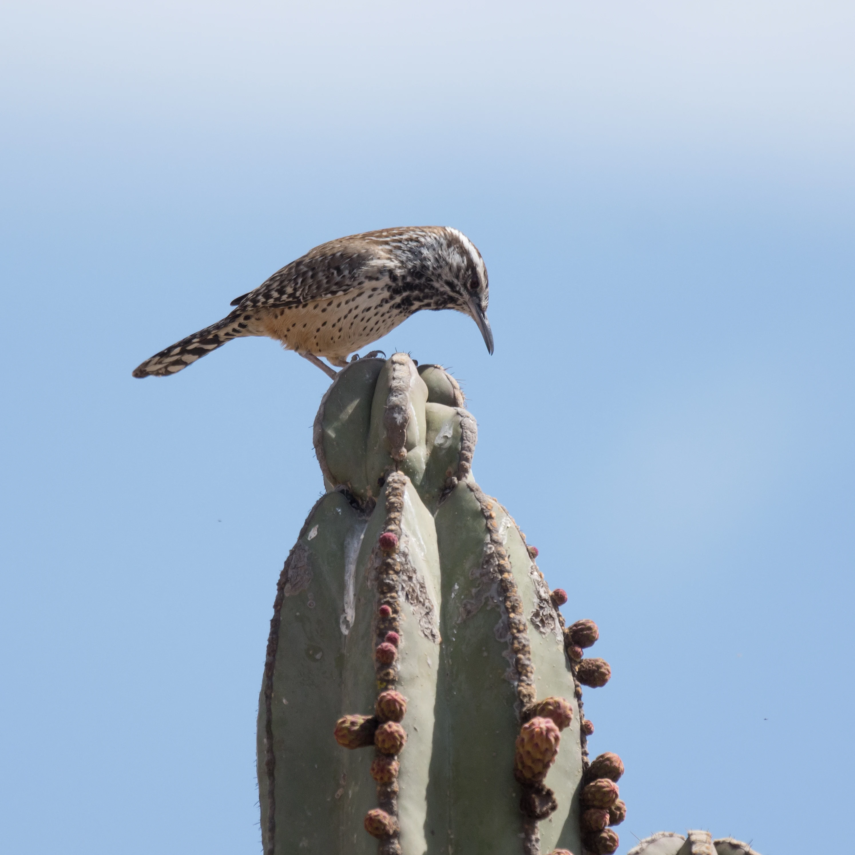 Cactus Wren, Teotihuacan, State of Mexico, Mexico — photo by Jim Bennett