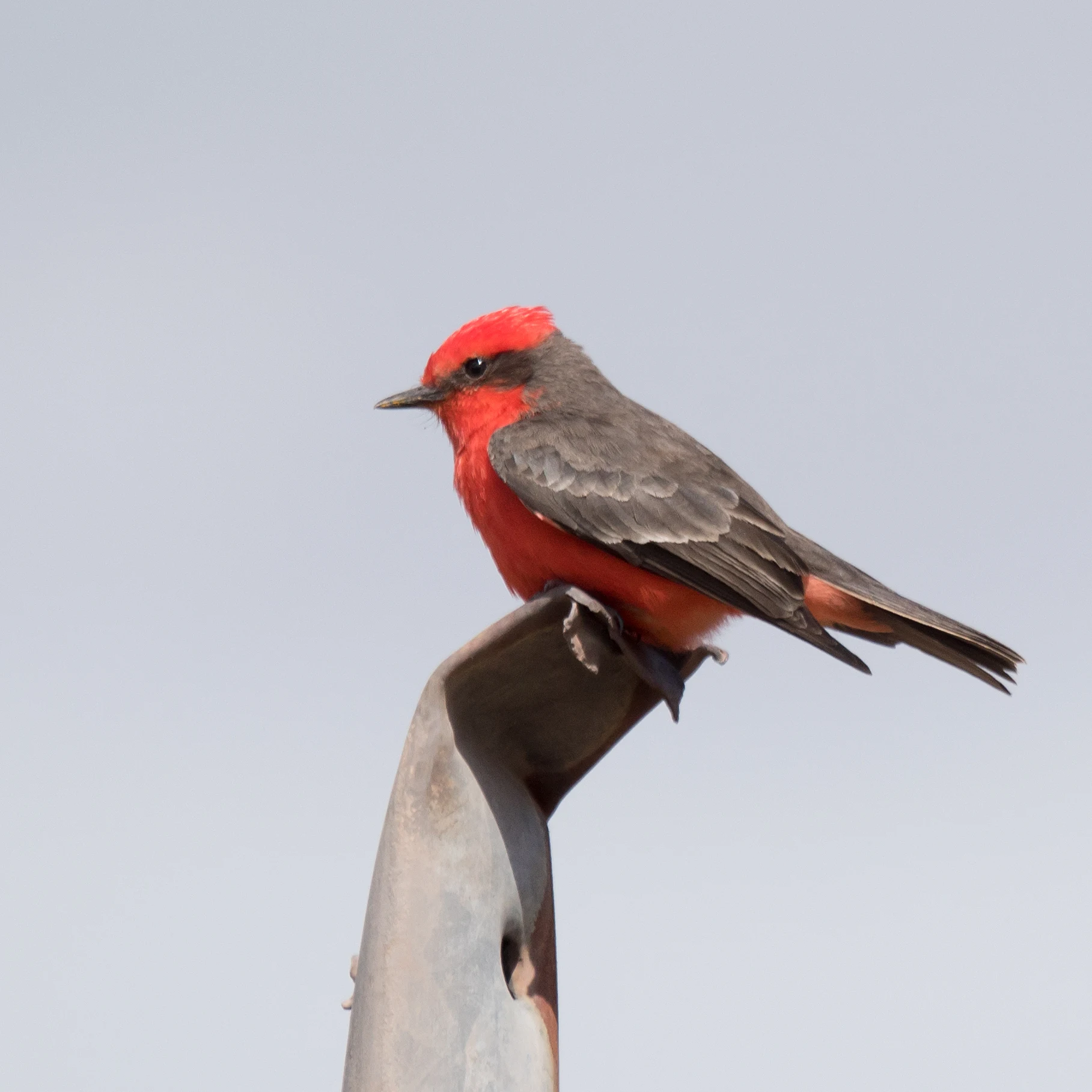 Vermillion Flycatcher, Teotihuacan, State of Mexico, Mexico — photo by Jim Bennett