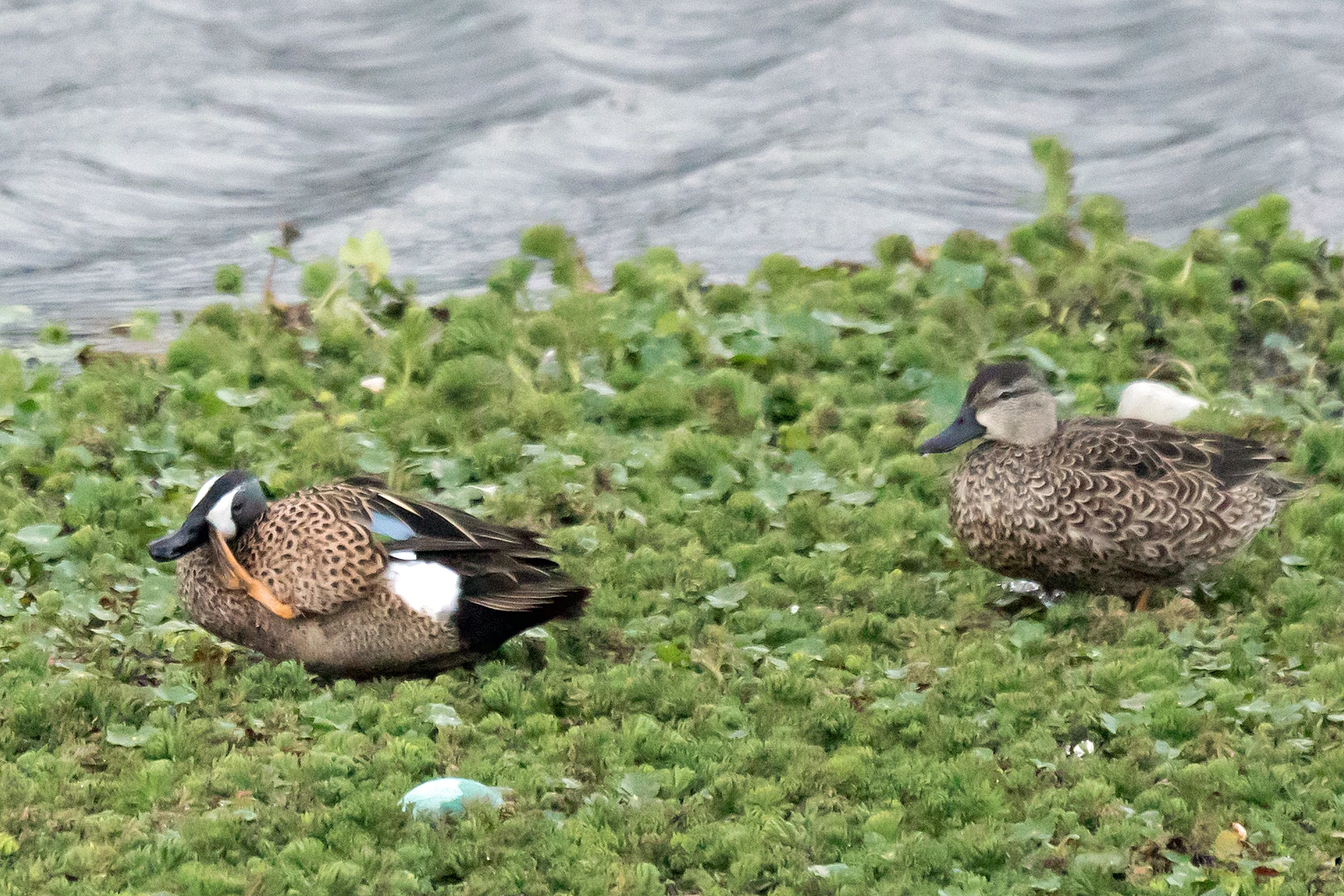 Blue-winged Teal, Laguna de Salazar, Mexico — photo by Jim Bennett