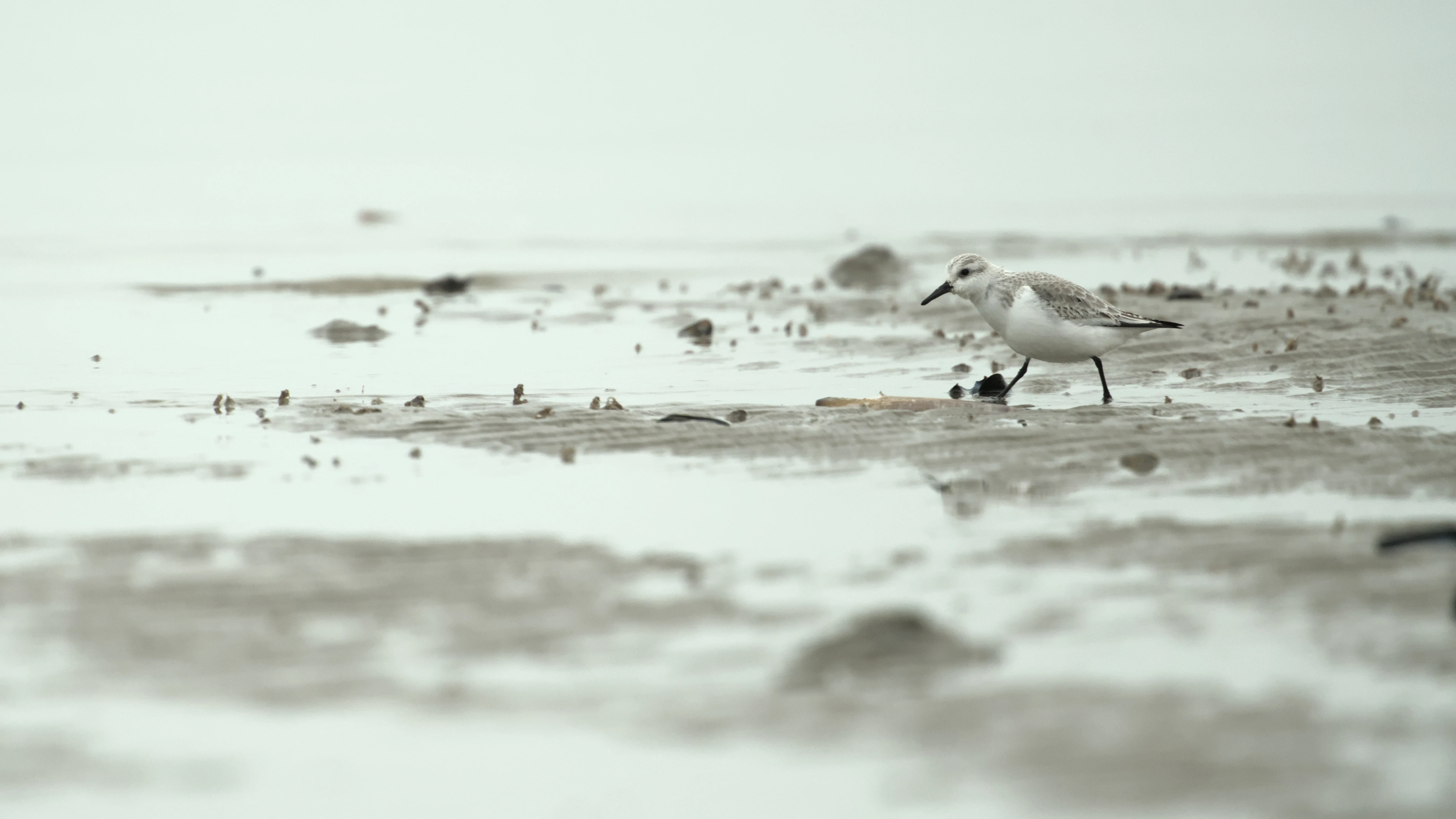Sanderling, Brouwersdam, Netherlands — photo by Jim Bennett