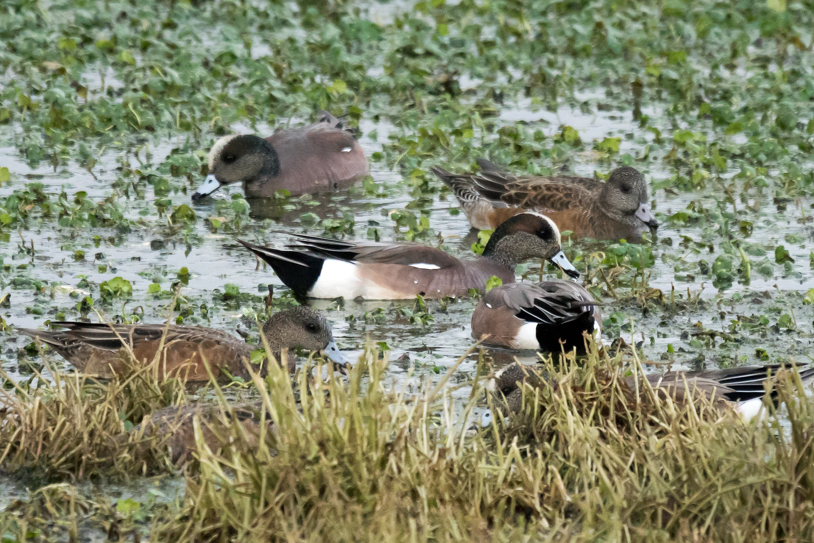American Wigeon, Laguna de Salazar, Mexico — photo by Jim Bennett