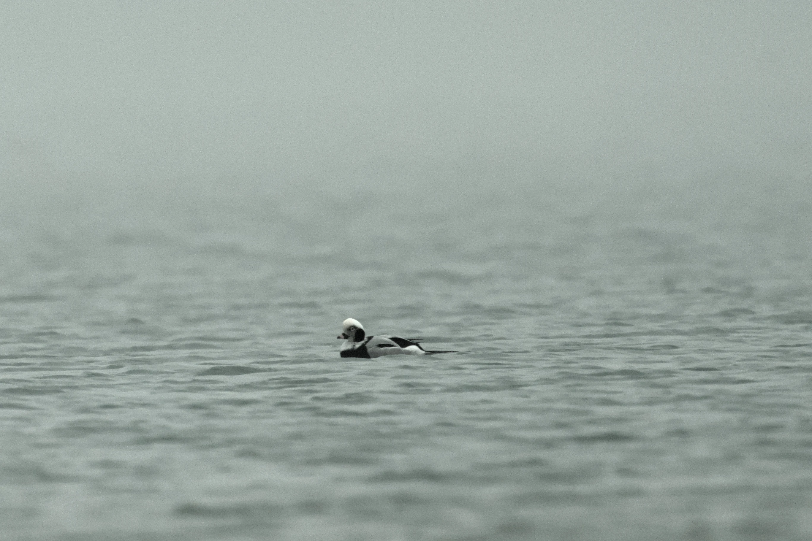 Long-tailed Duck, Brouwersdam, Netherlands — photo by Jim Bennett