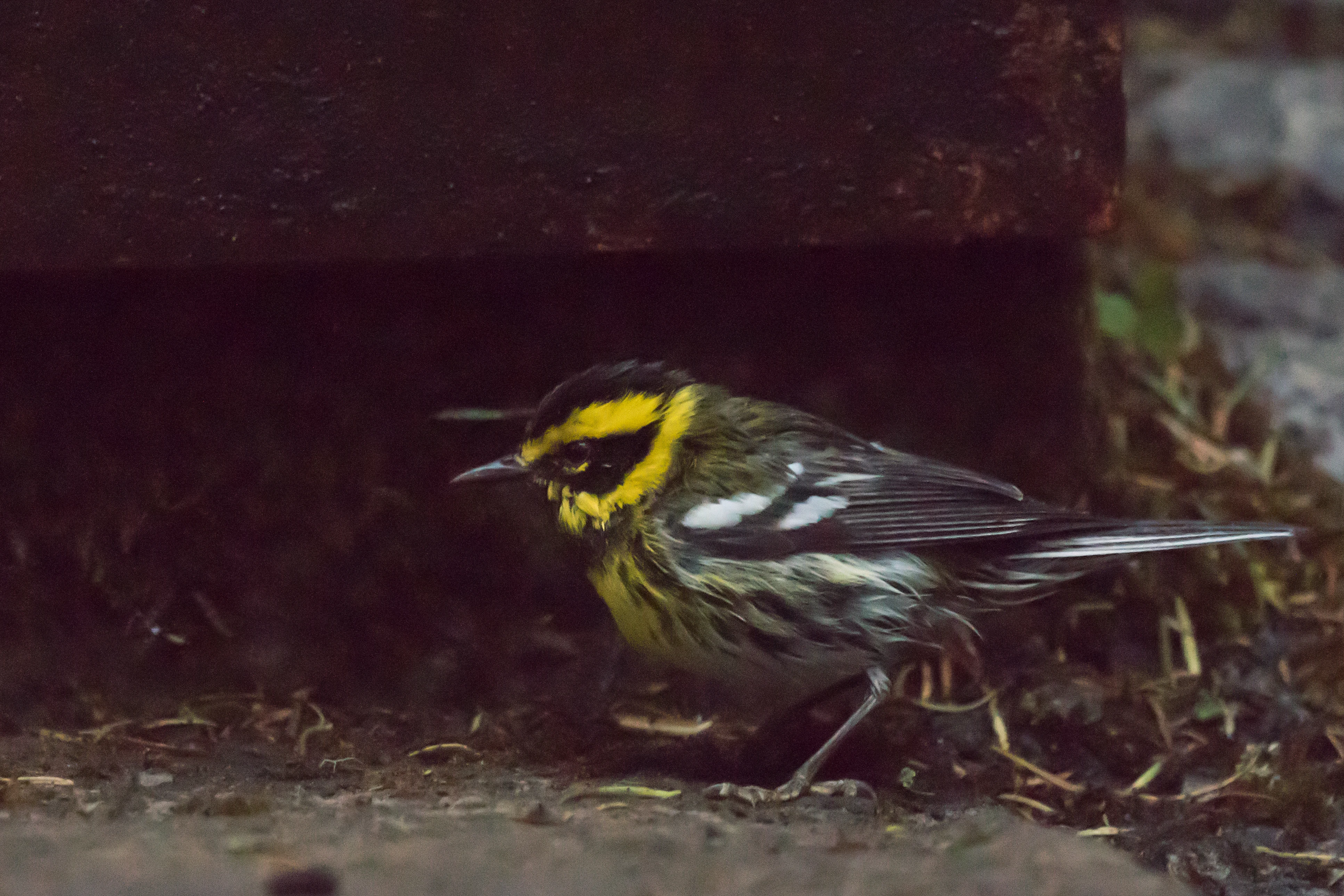 Townsend's Warbler, El Rosario Monarch Reserve, Michoacan, Mexico — photo by Jim Bennett