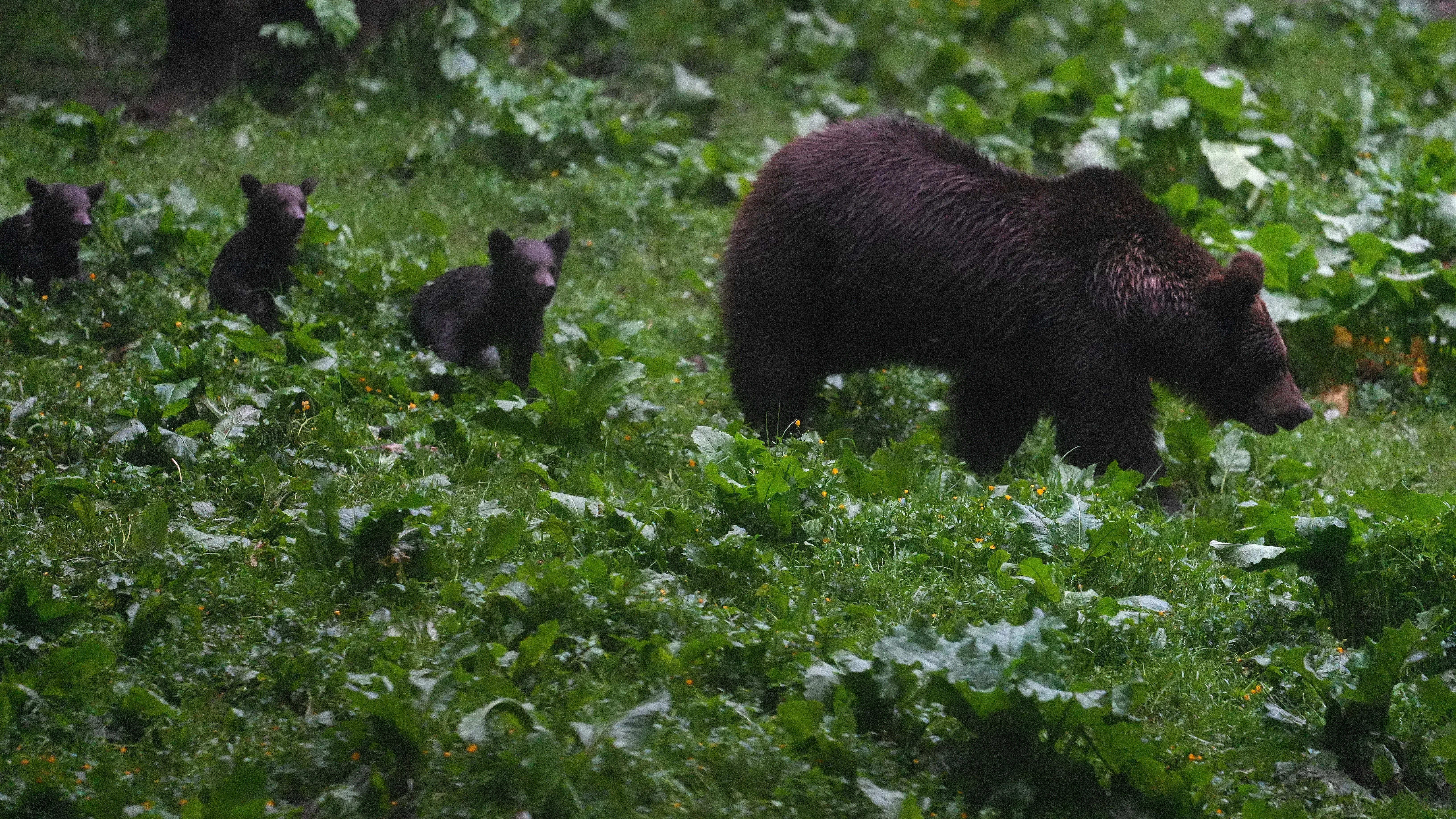 Brown Bear, Strambei Valley, Transylvania, Romania — photo by Jim Bennett