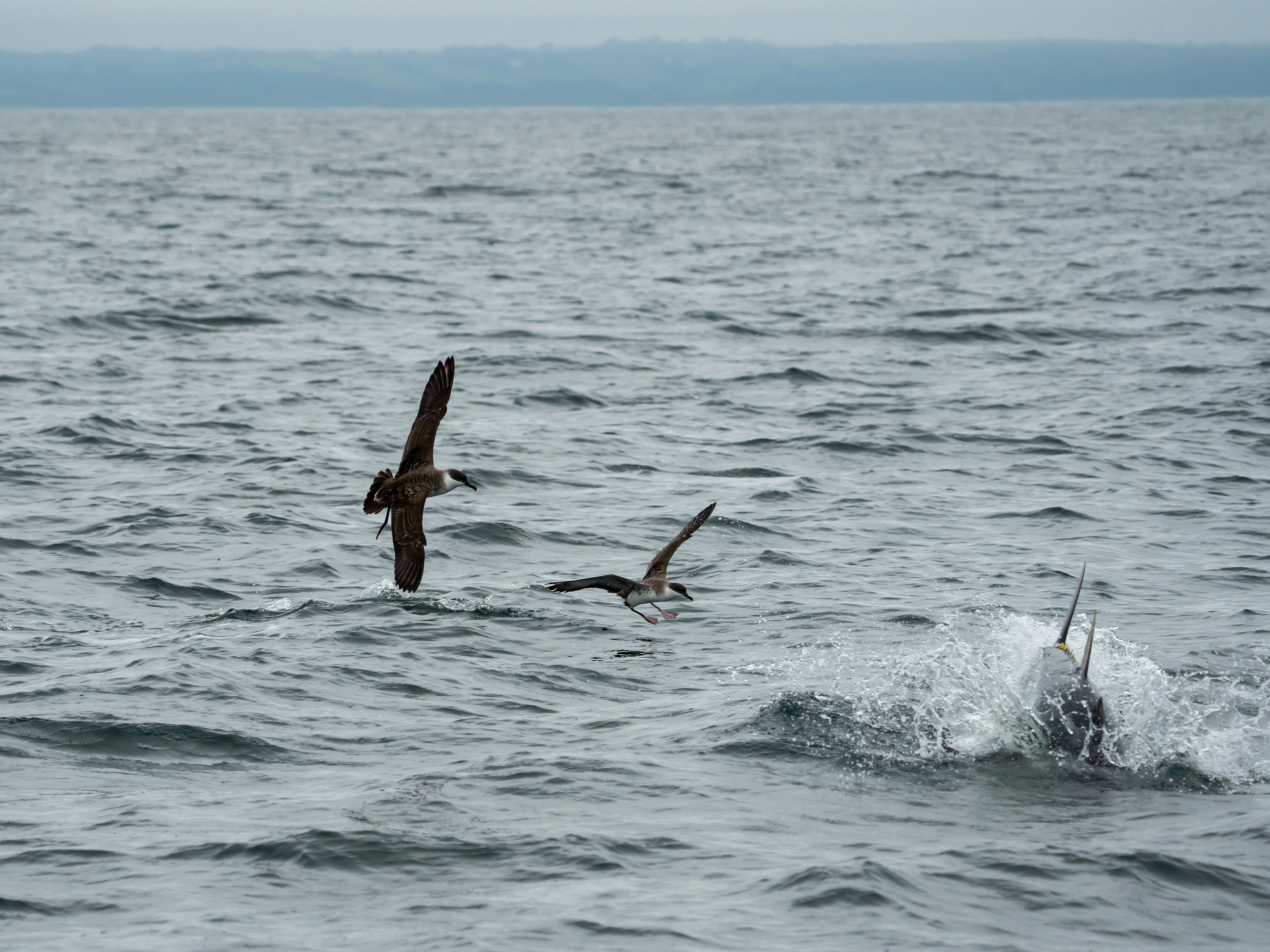 Great Shearwaters & Bluefin Tuna, Falmouth Bay, Cornwall, UK — photo by Jim Bennett