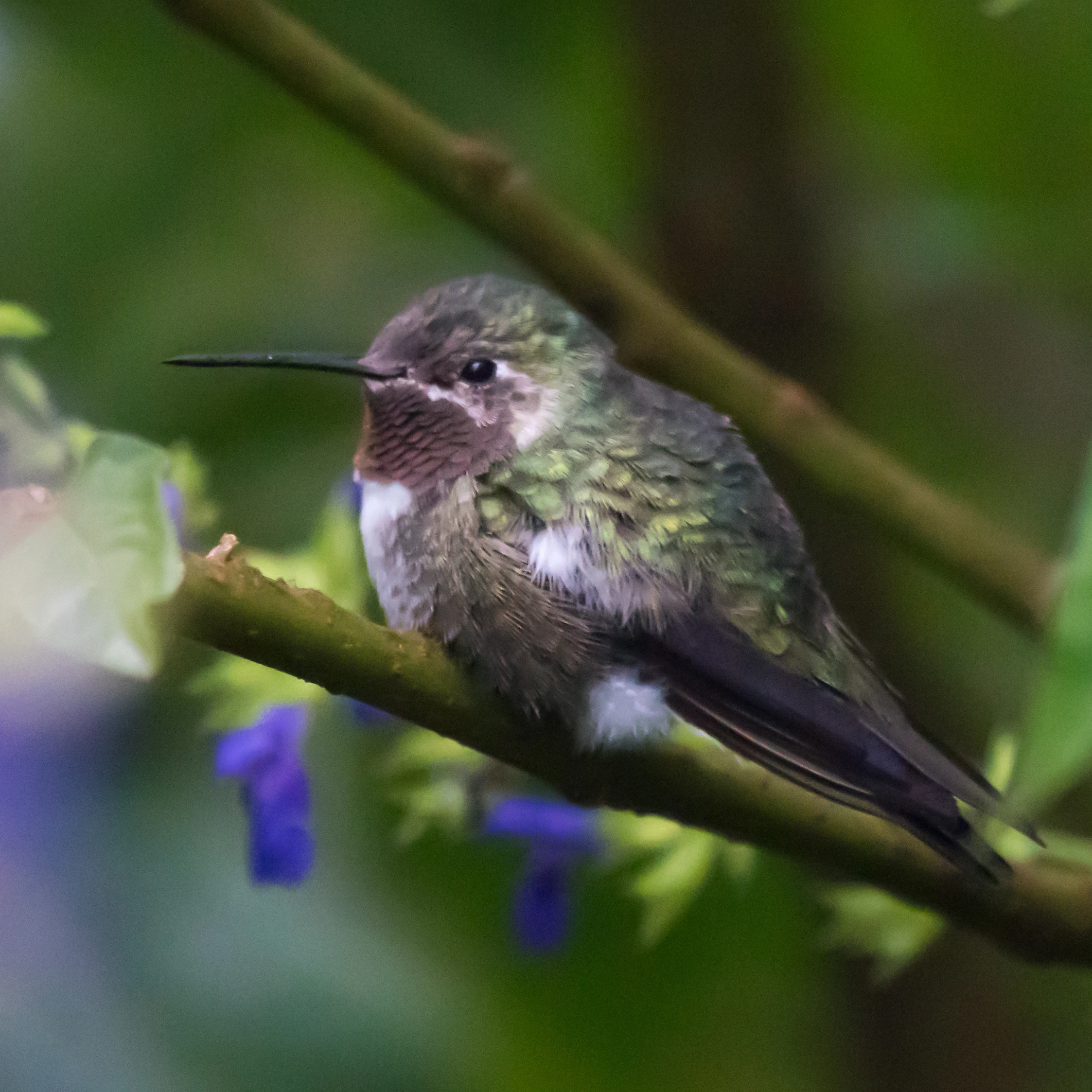 Ruby-throated Hummingbird, El Rosario Monarch Reserve, Michoacan, Mexico — photo by Jim Bennett
