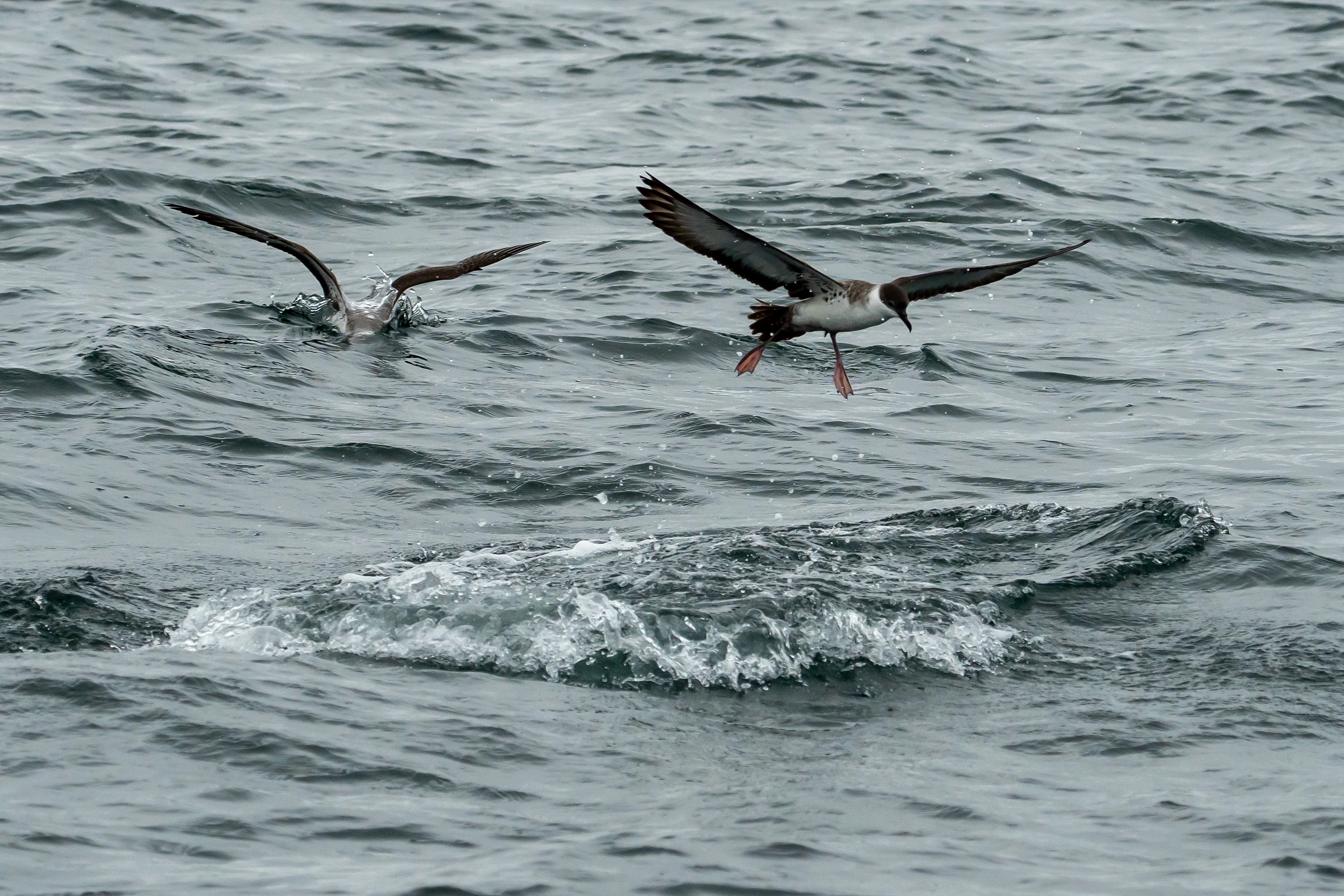 Great Shearwaters, Falmouth Bay, Cornwall, UK — photo by Jim Bennett