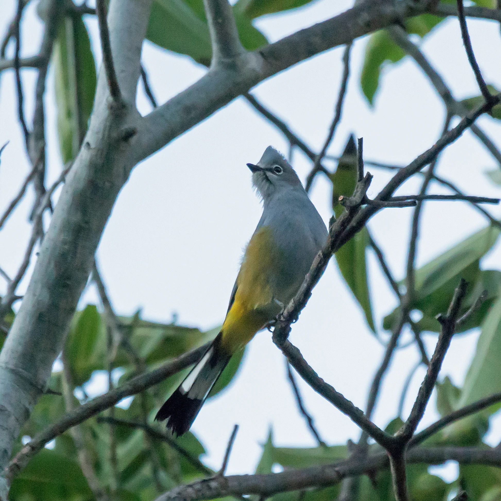 Grey Silky-flycatcher, Hotel Agua Blanca, Michoacan, Mexico — photo by Jim Bennett
