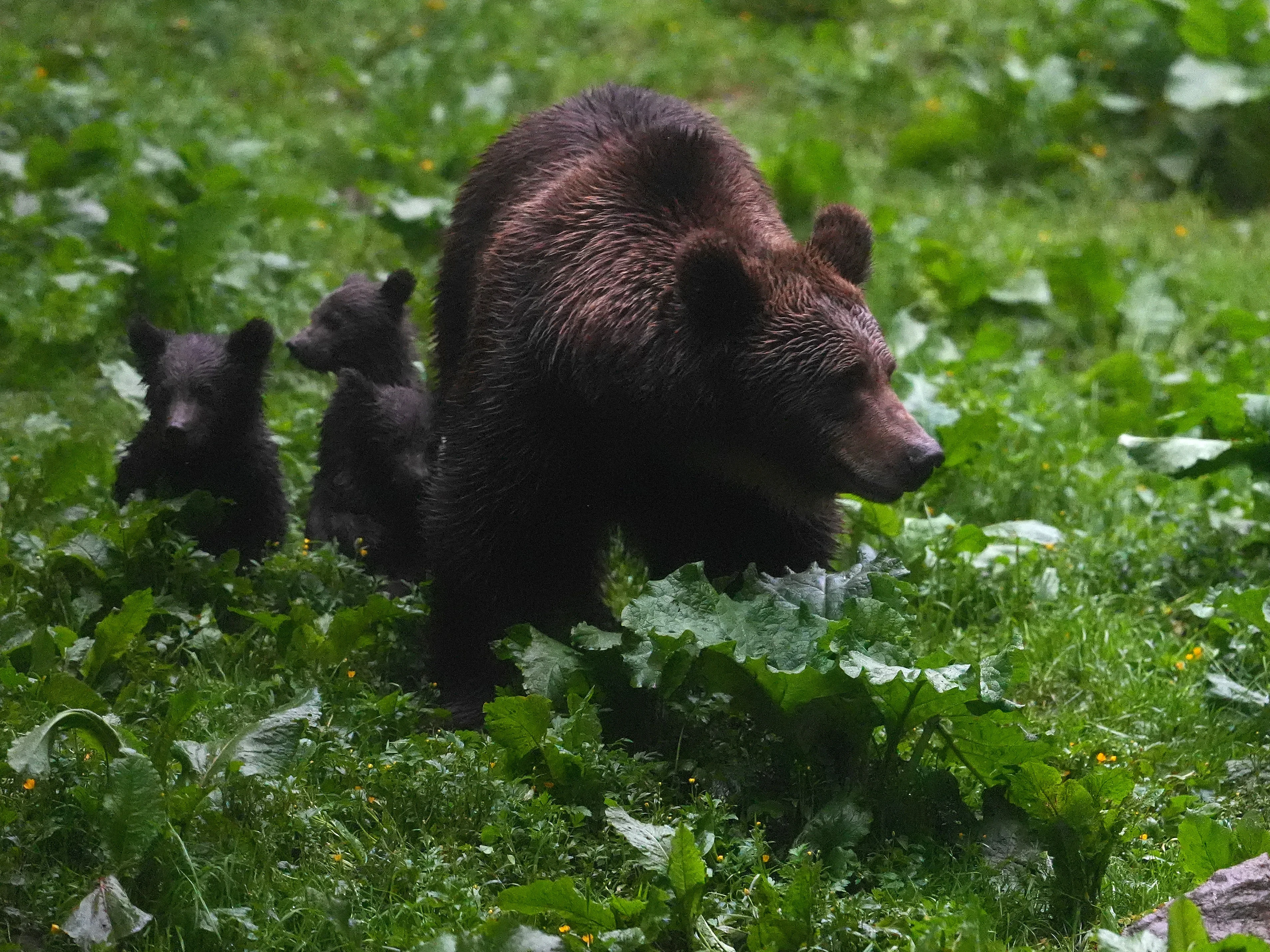 Brown Bear, Strambei Valley, Transylvania, Romania — photo by Jim Bennett