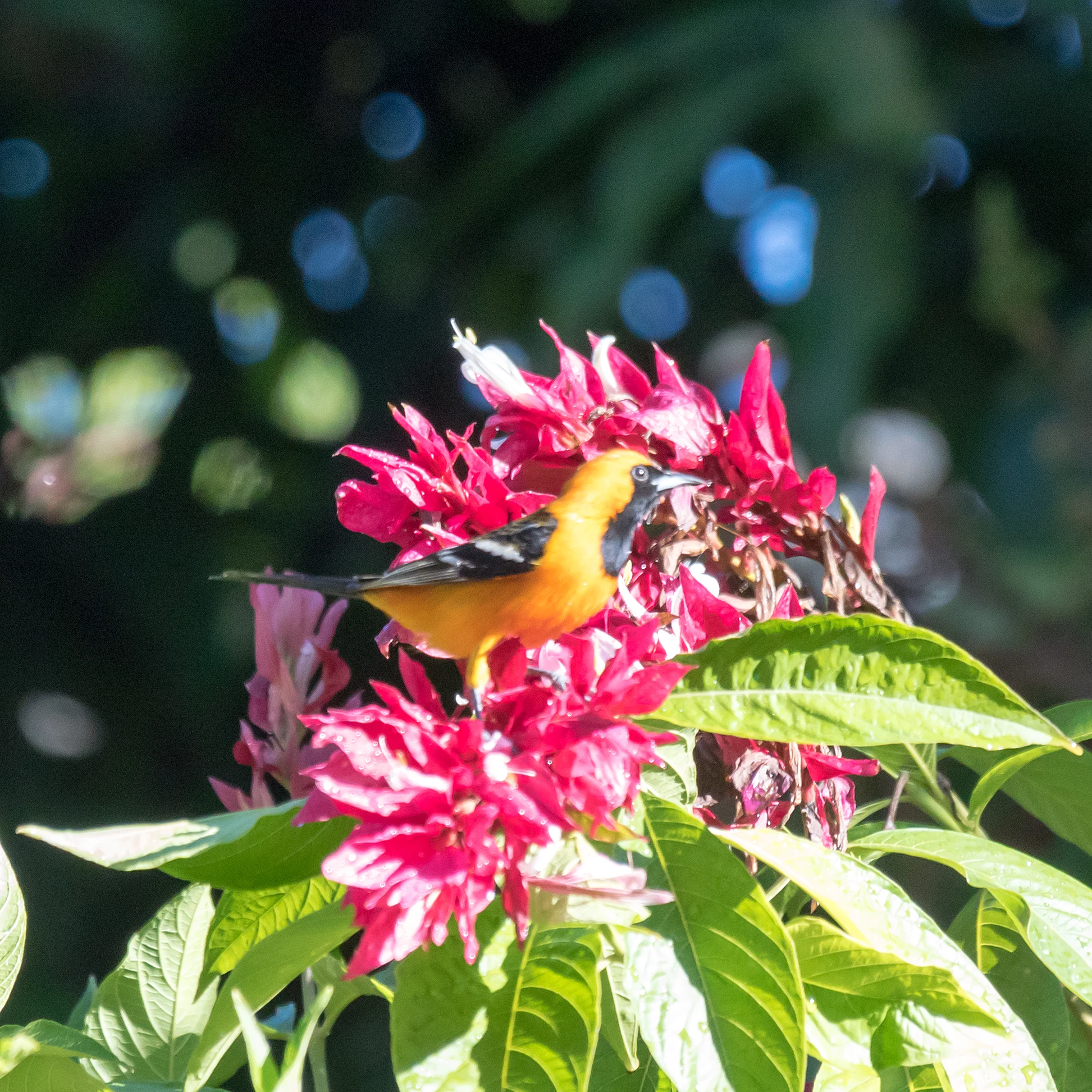 Hooded Oriole, Hotel Agua Blanca, Michoacan, Mexico — photo by Jim Bennett
