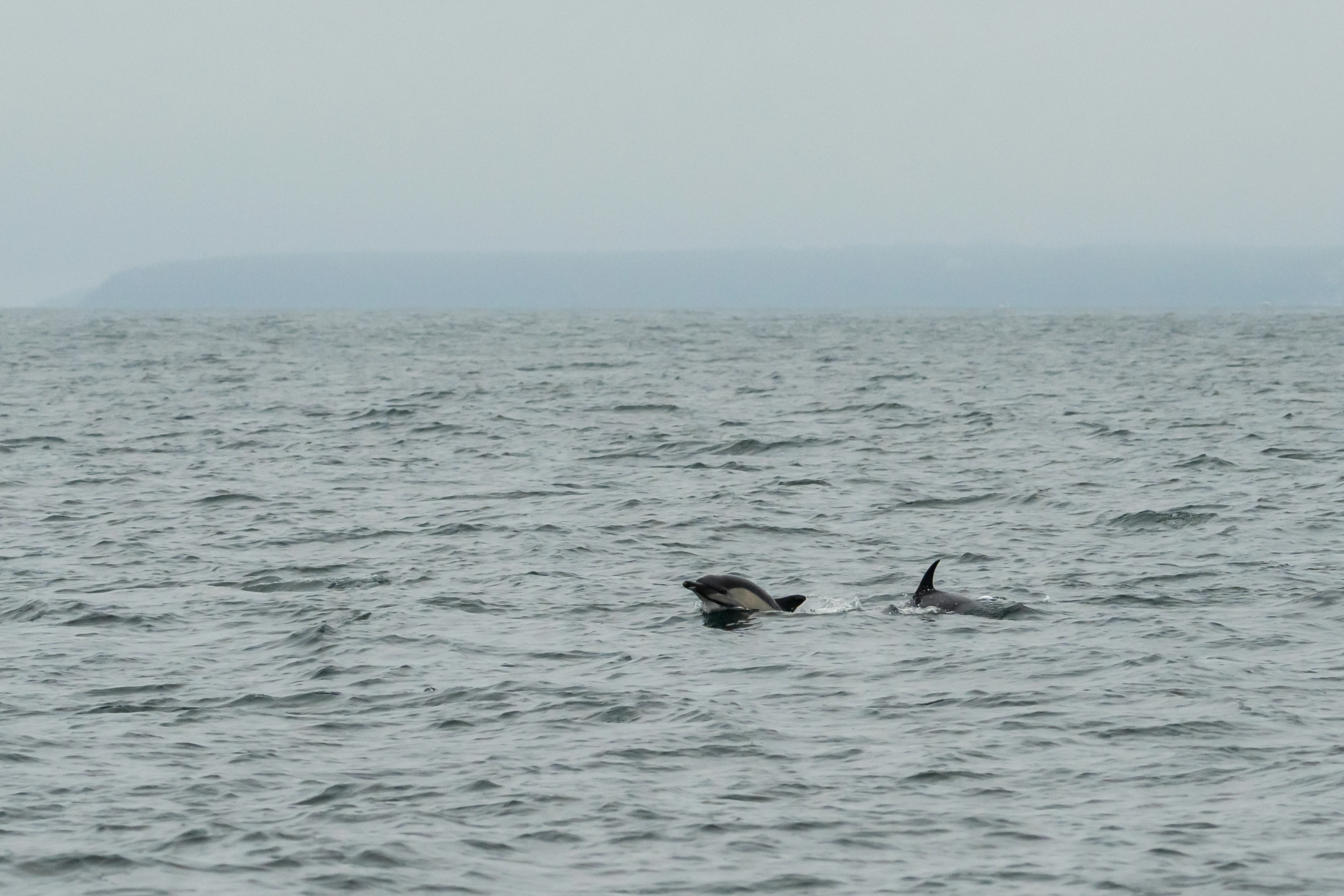 Common Dolphins, Falmouth Bay, Cornwall, UK — photo by Jim Bennett