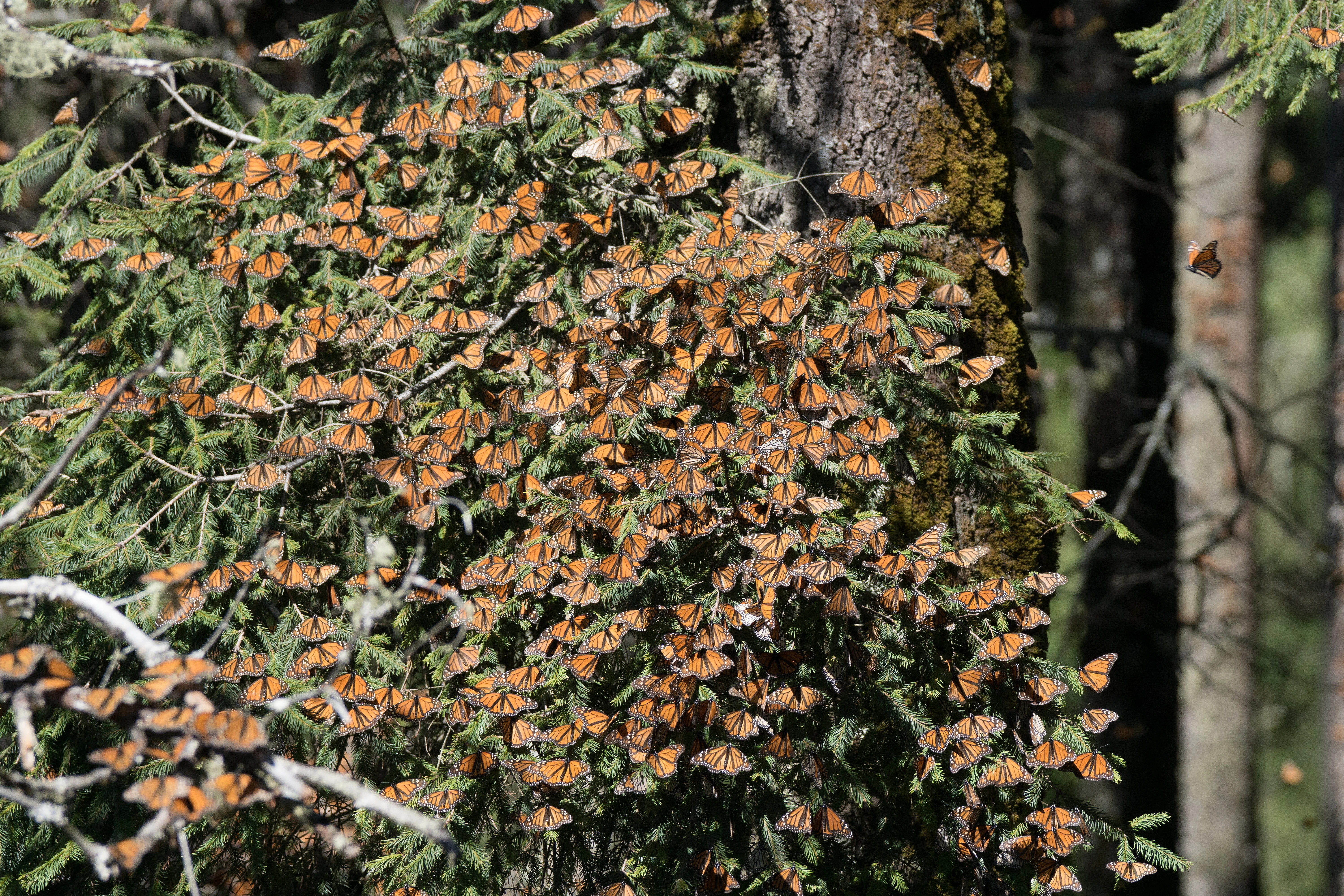 Monarch Butterflies, Sierra Chincua Monarch Reserve, Michoacan, Mexico — photo by Jim Bennett