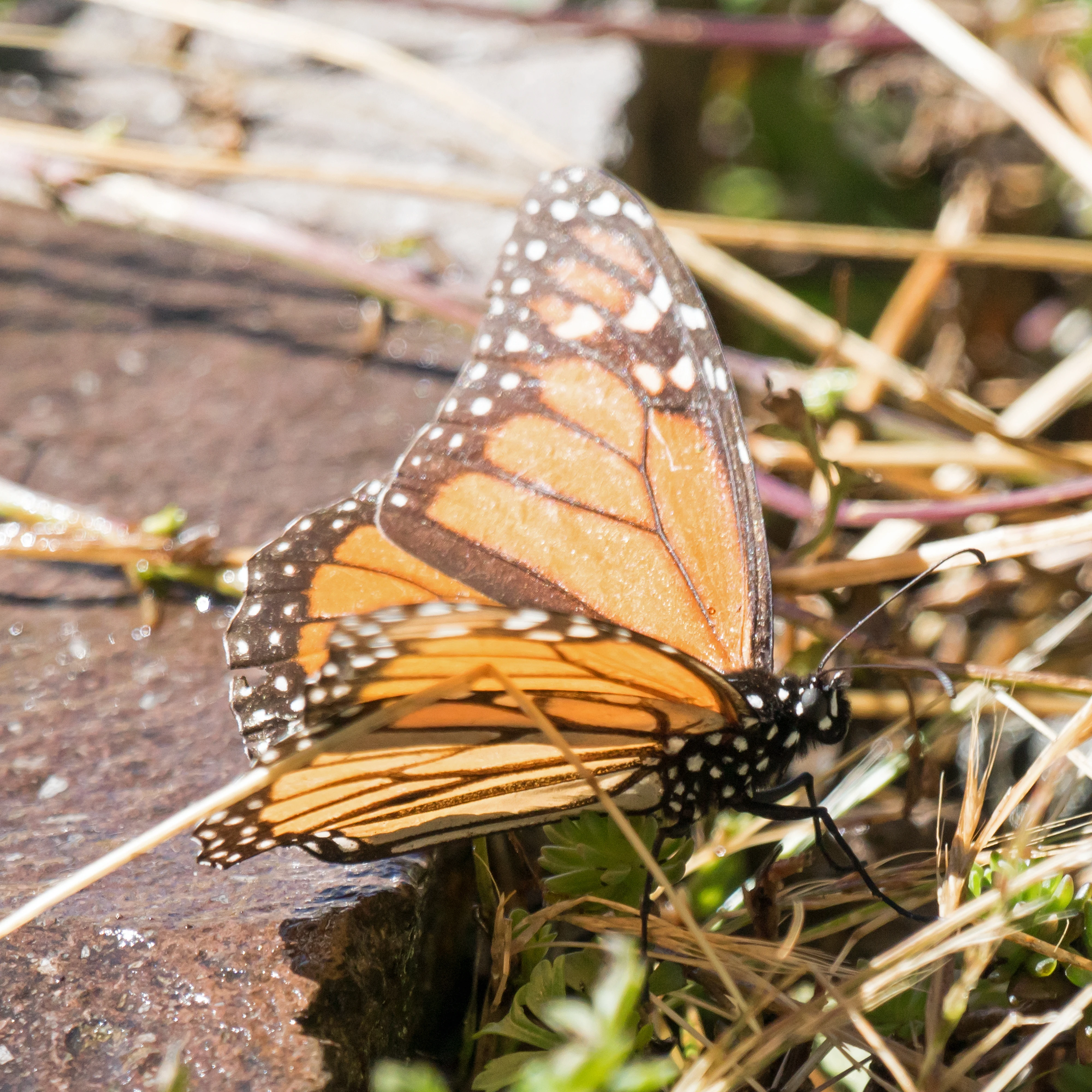 Monarch Butterfly, Sierra Chincua Monarch Reserve, Michoacan, Mexico — photo by Jim Bennett