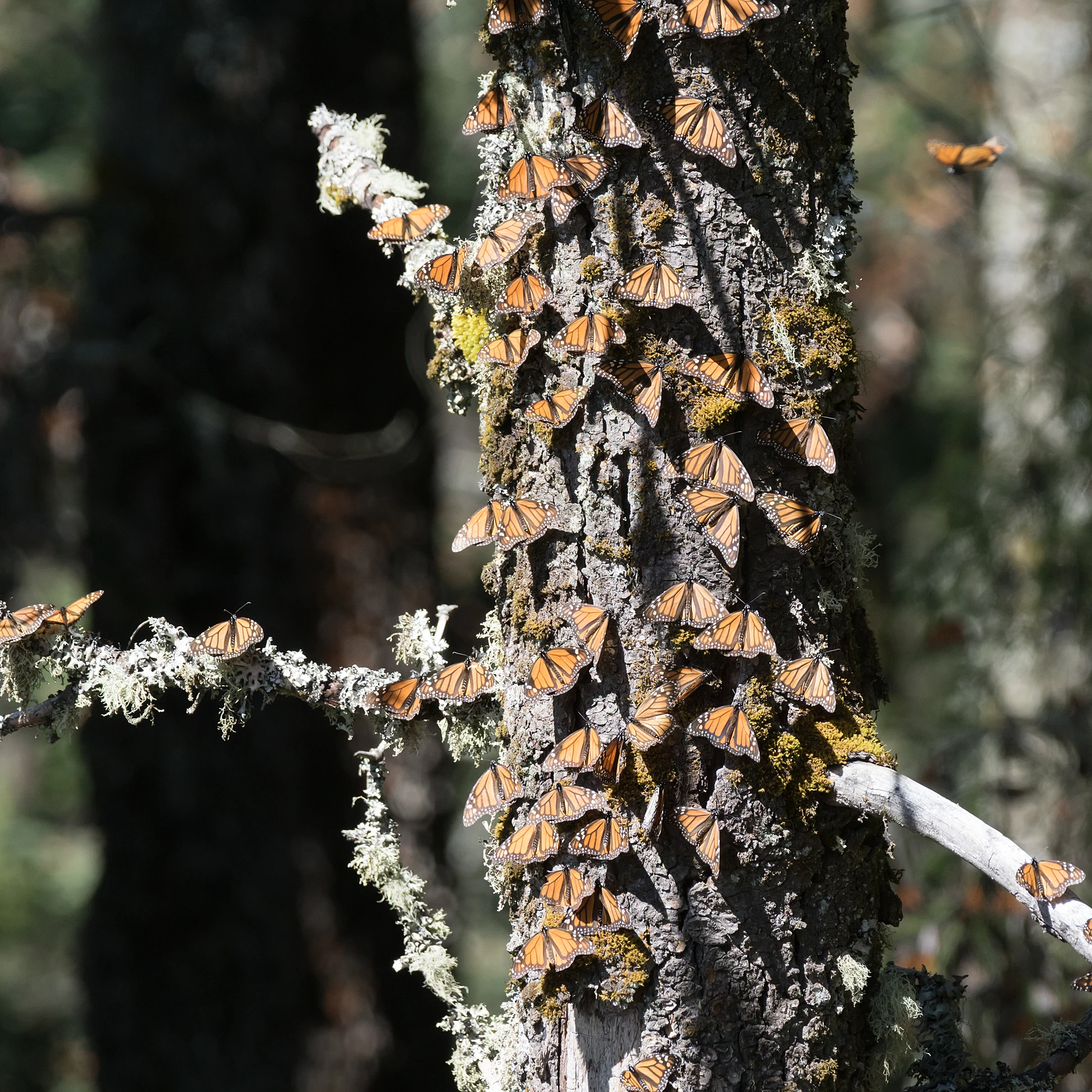 Monarch Butterflies, Sierra Chincua Monarch Reserve, Michoacan, Mexico — photo by Jim Bennett