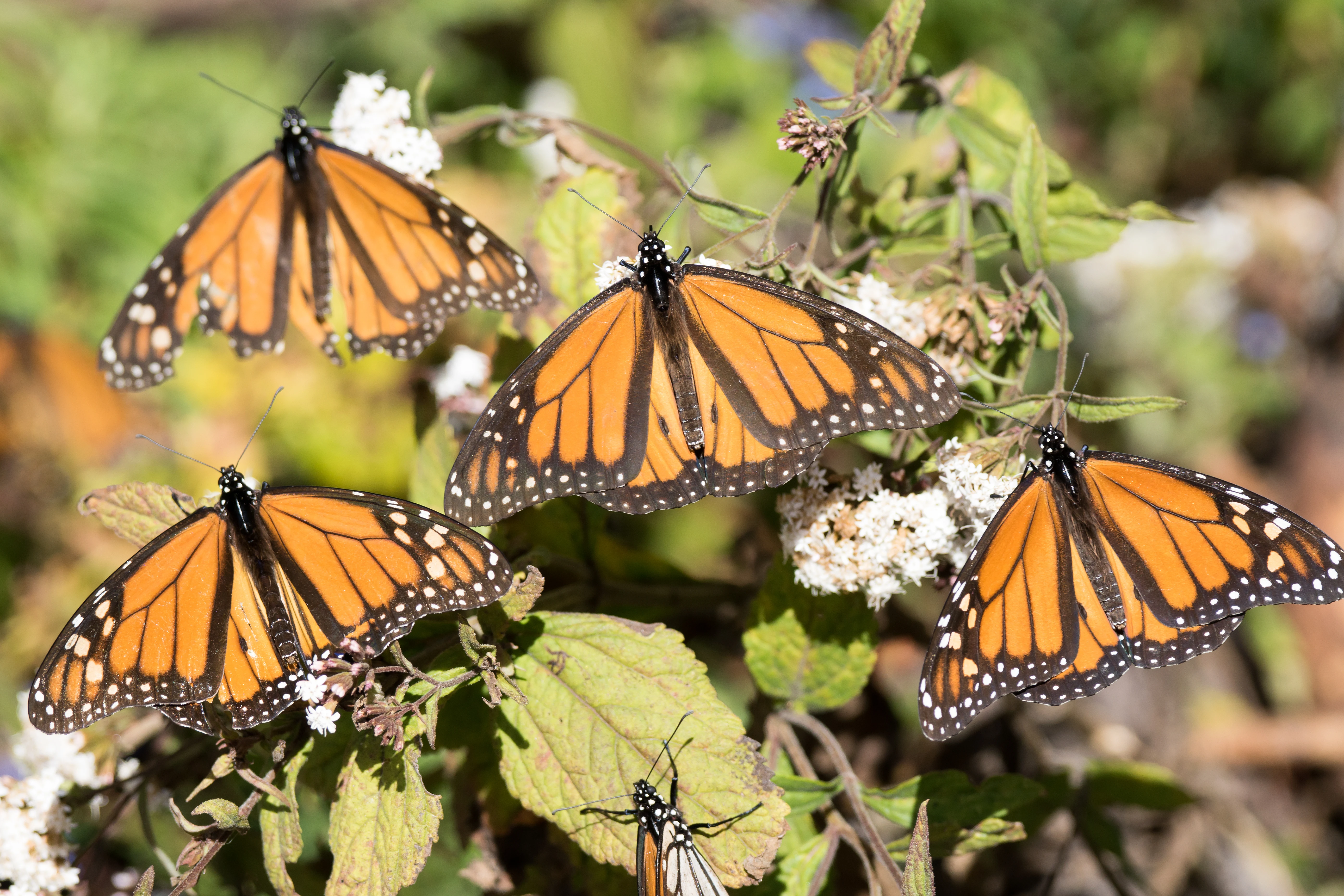 Monarch Butterflies, Sierra Chincua Monarch Reserve, Michoacan, Mexico — photo by Jim Bennett