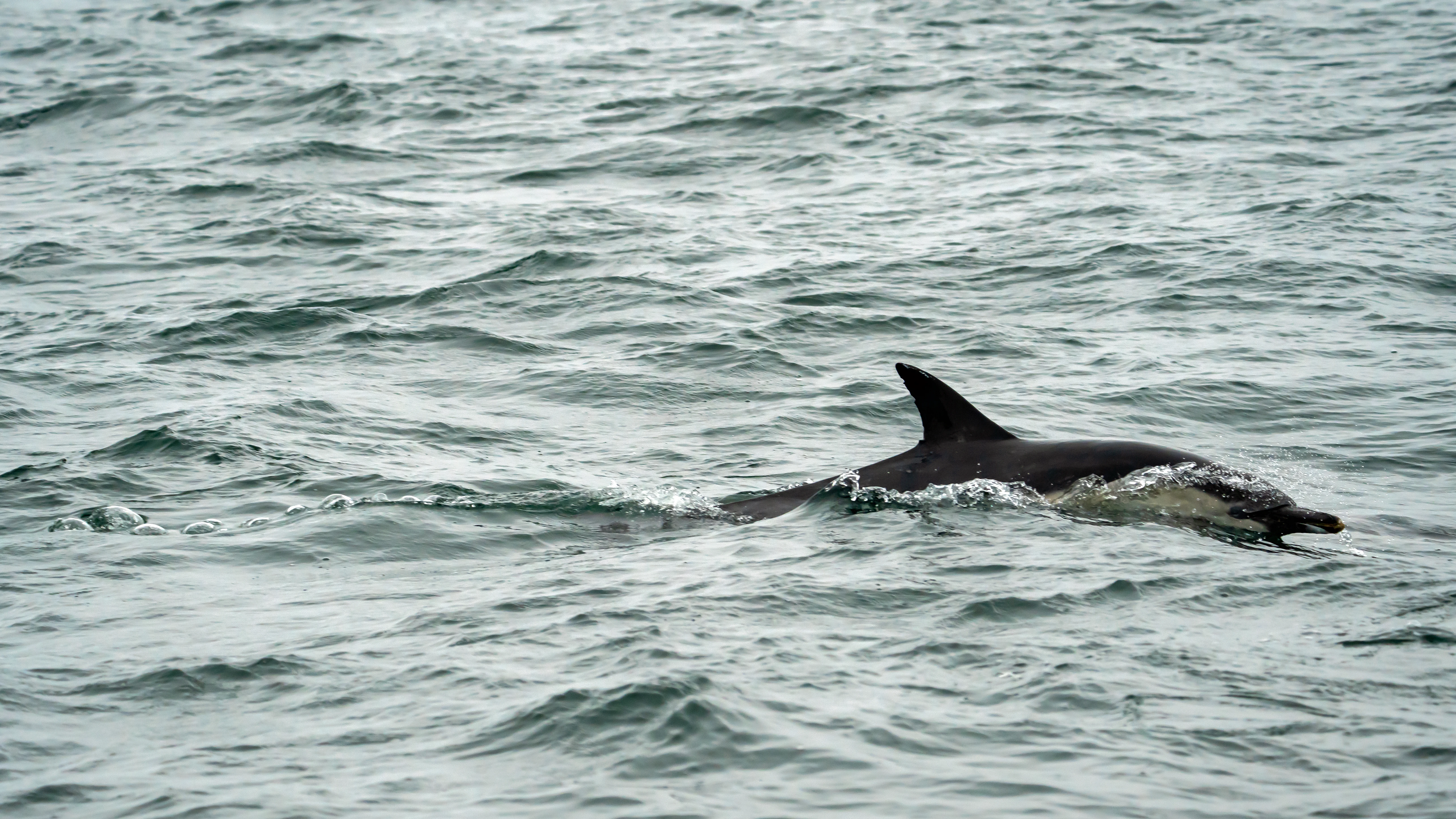 Common Dolphin, Falmouth Bay, Cornwall, UK — photo by Jim Bennett