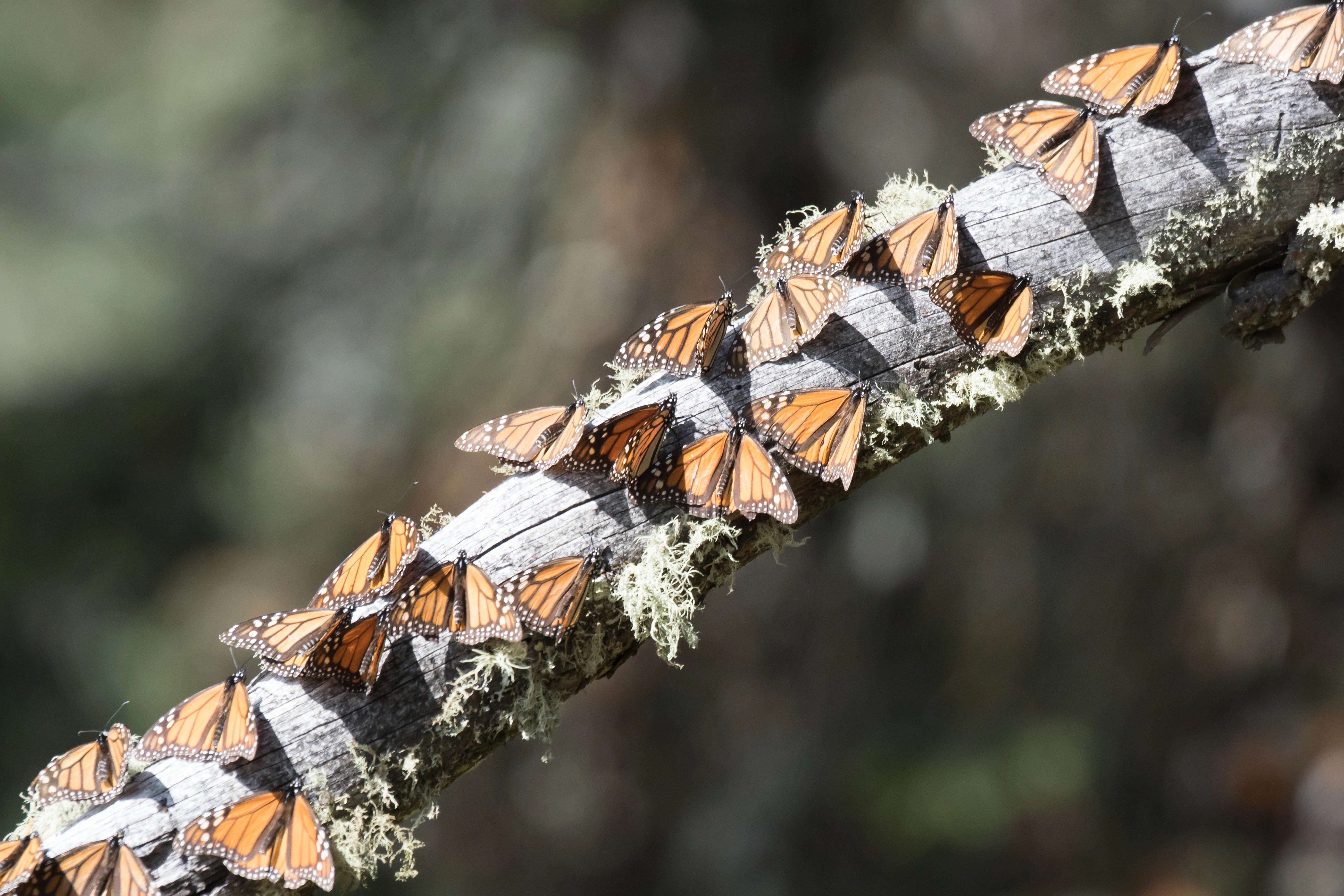 Monarch Butterflies, Sierra Chincua Monarch Reserve, Michoacan, Mexico — photo by Jim Bennett