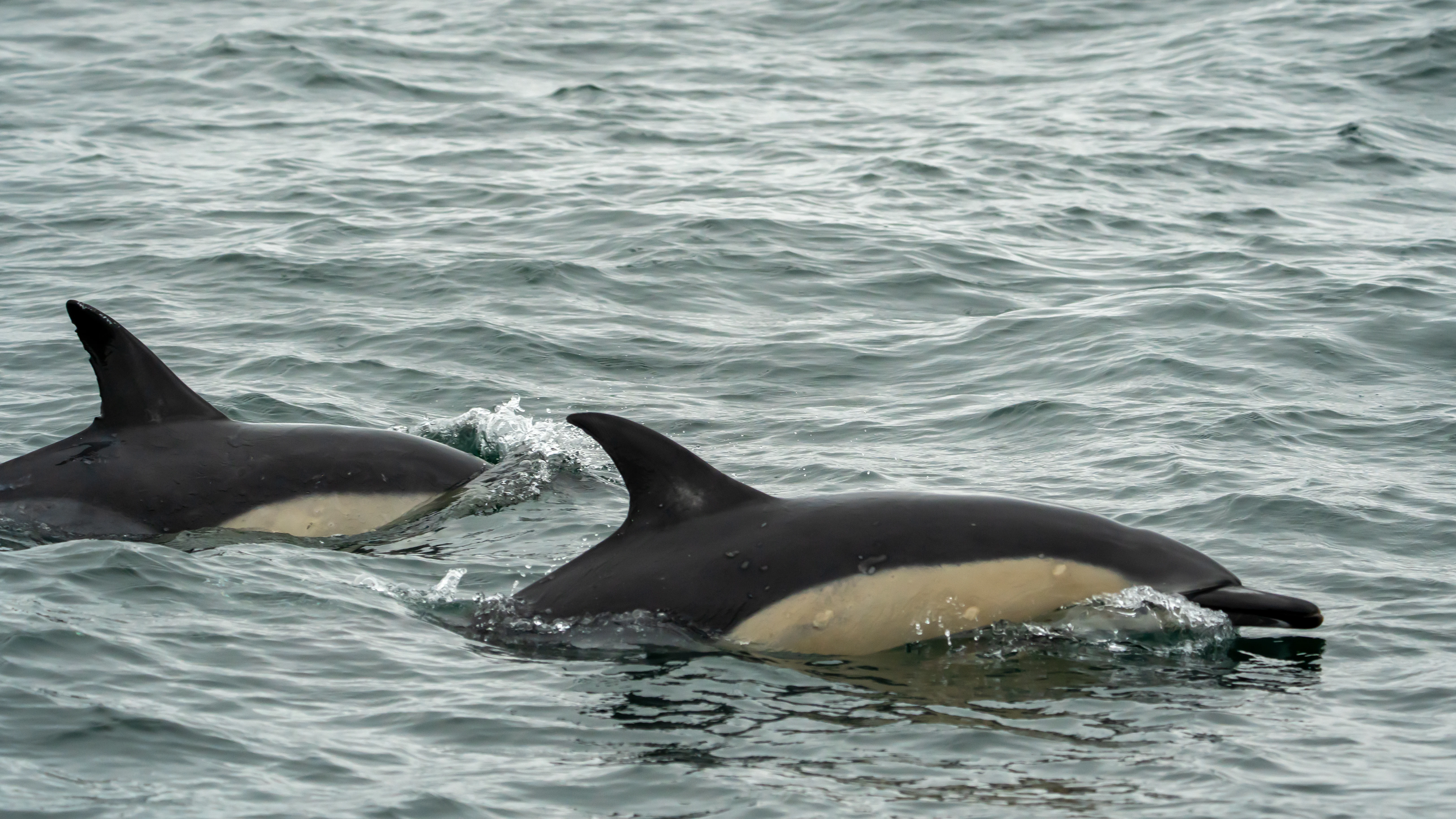 Common Dolphins, Falmouth Bay, Cornwall, UK — photo by Jim Bennett