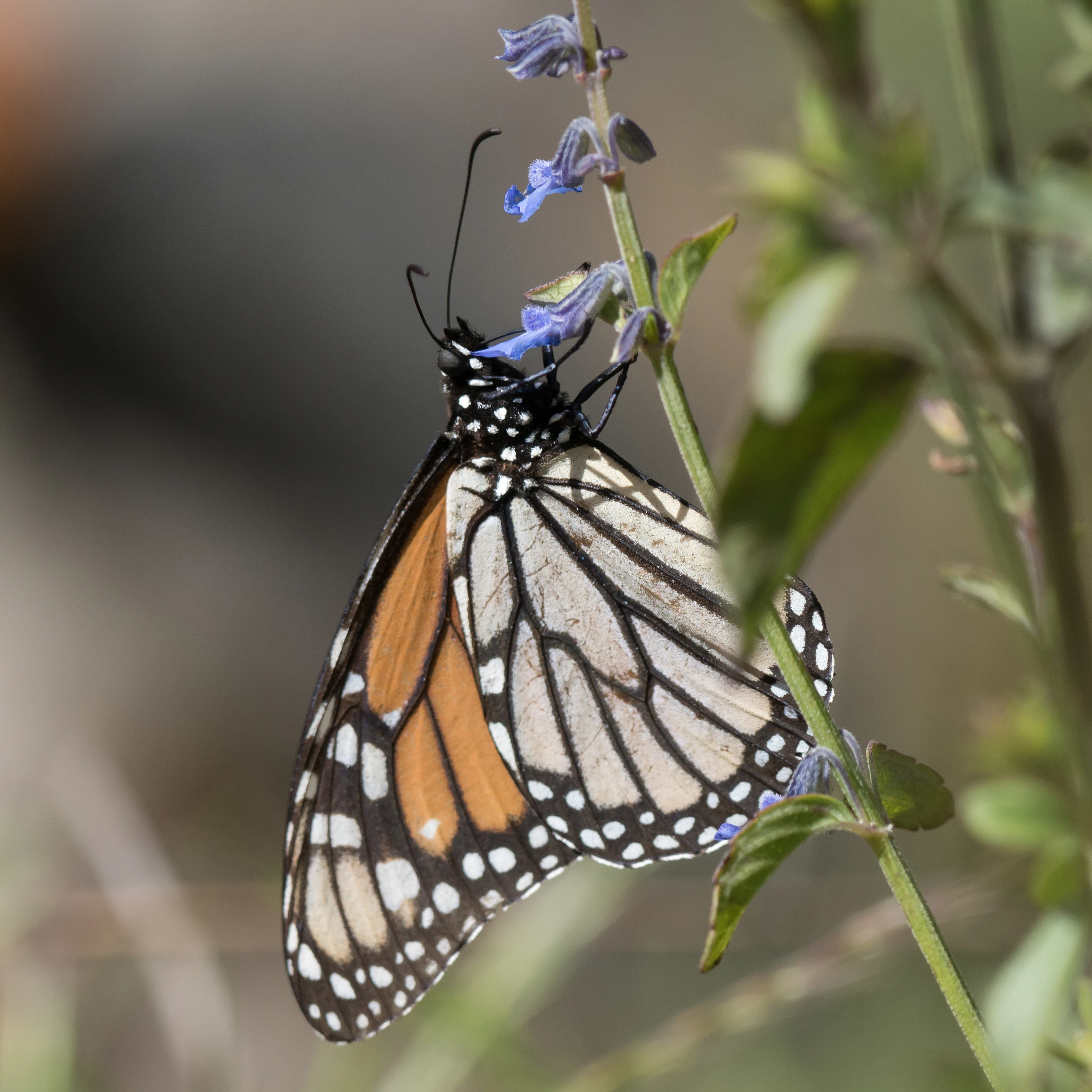 Monarch Butterfly, Sierra Chincua Monarch Reserve, Michoacan, Mexico — photo by Jim Bennett