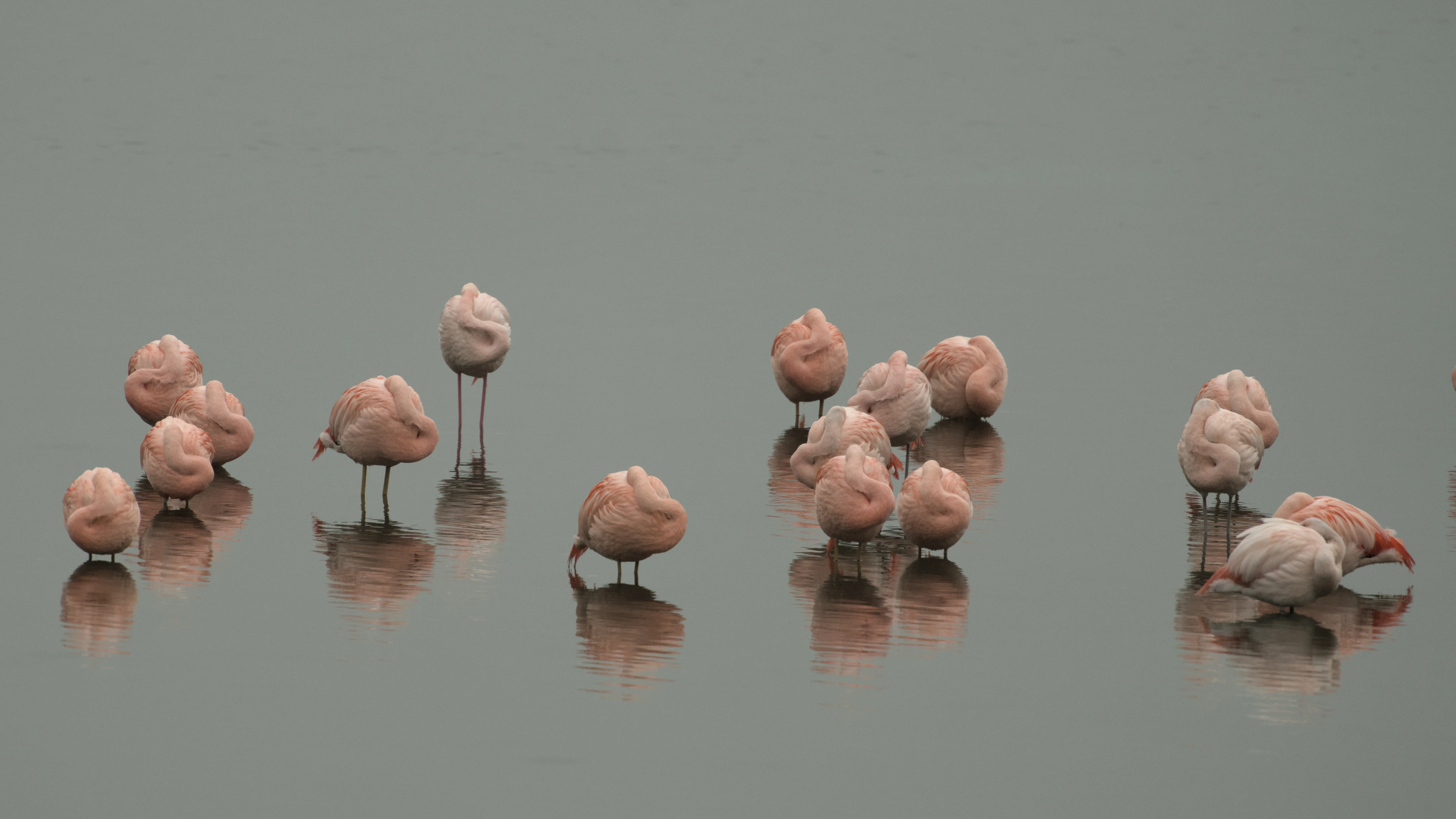 Chilean Flamingos, Netherlands — photo by Jim Bennett