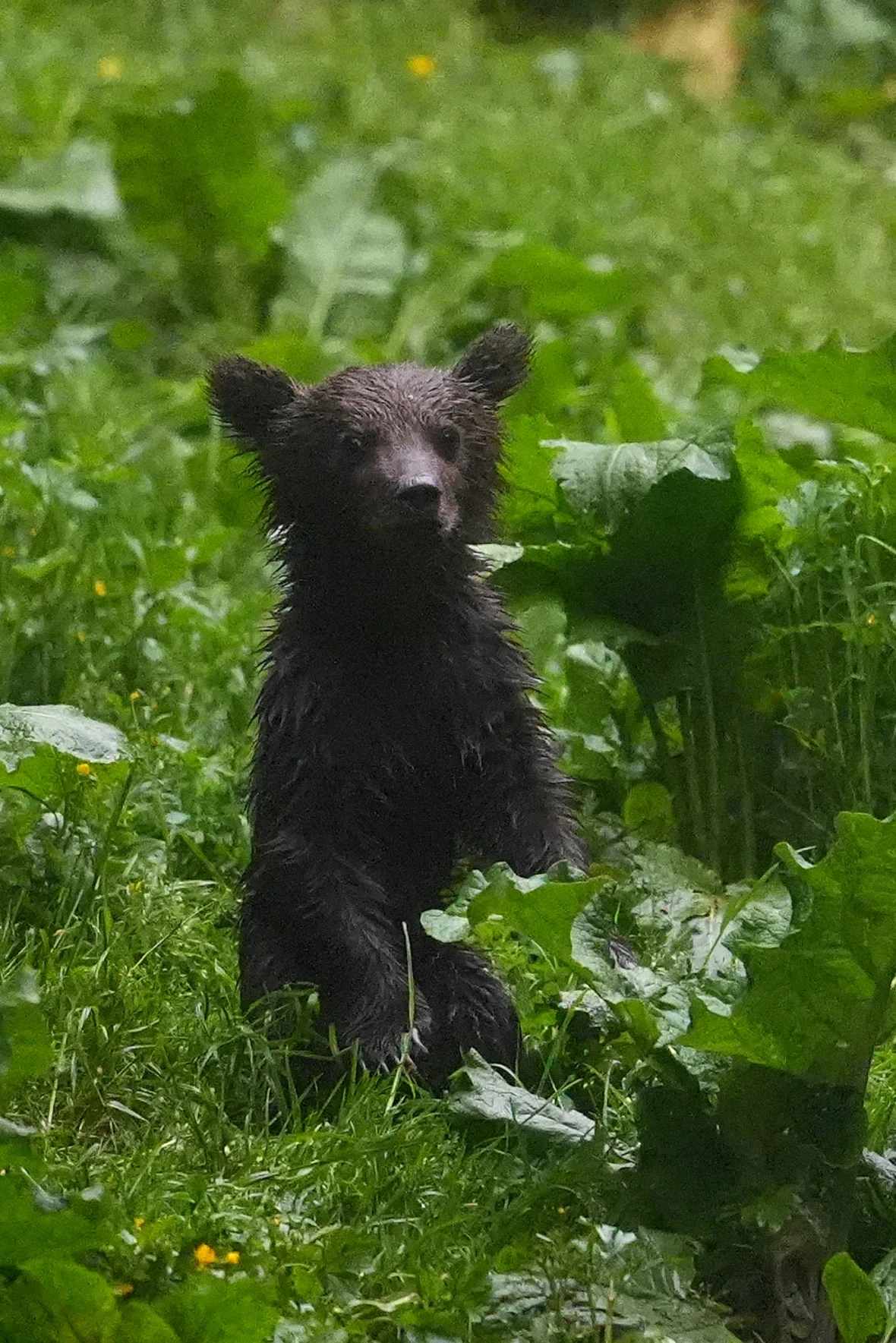 Brown Bear, Strambei Valley, Transylvania, Romania — photo by Jim Bennett