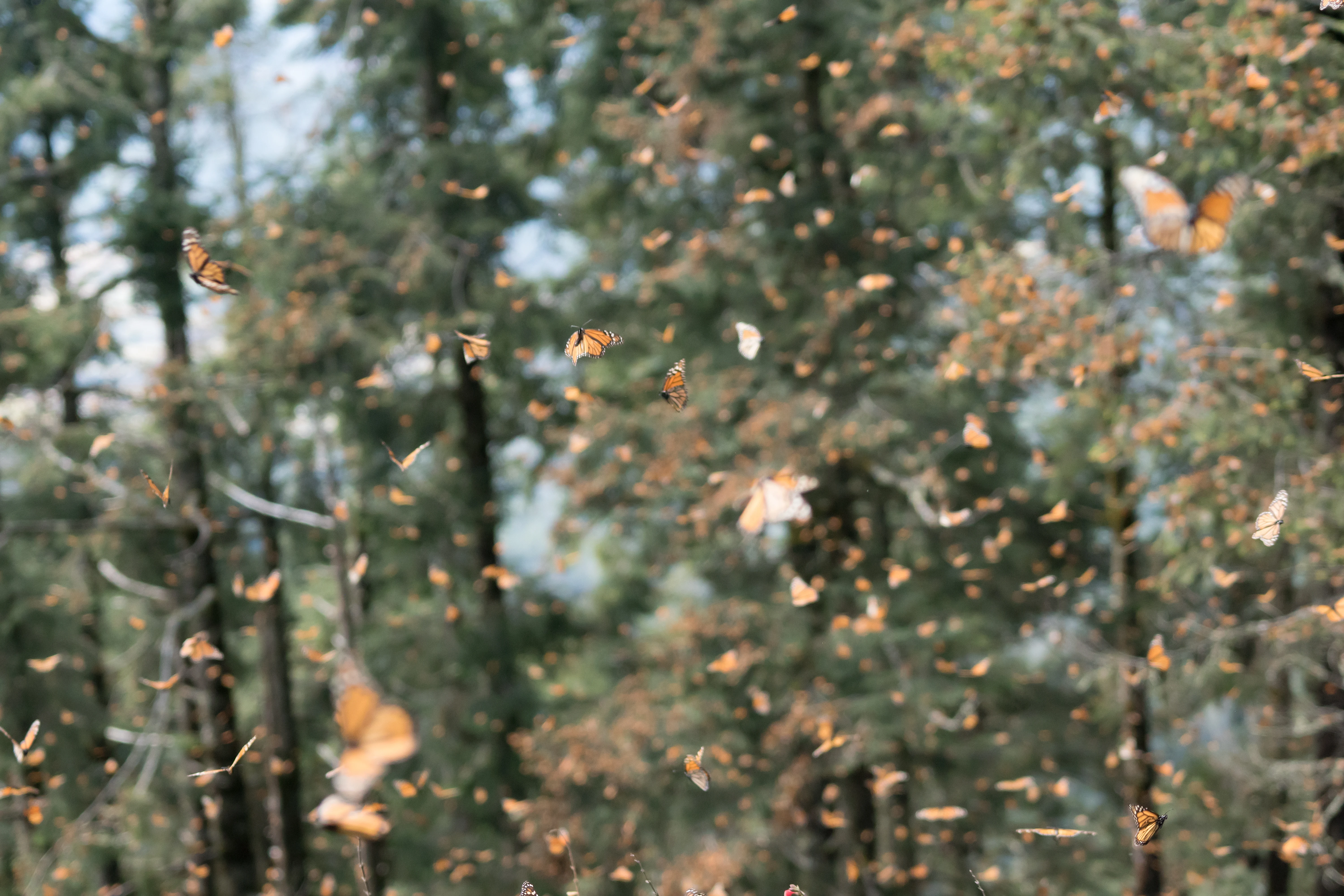 Monarch Butterflies, Sierra Chincua Monarch Reserve, Michoacan, Mexico — photo by Jim Bennett