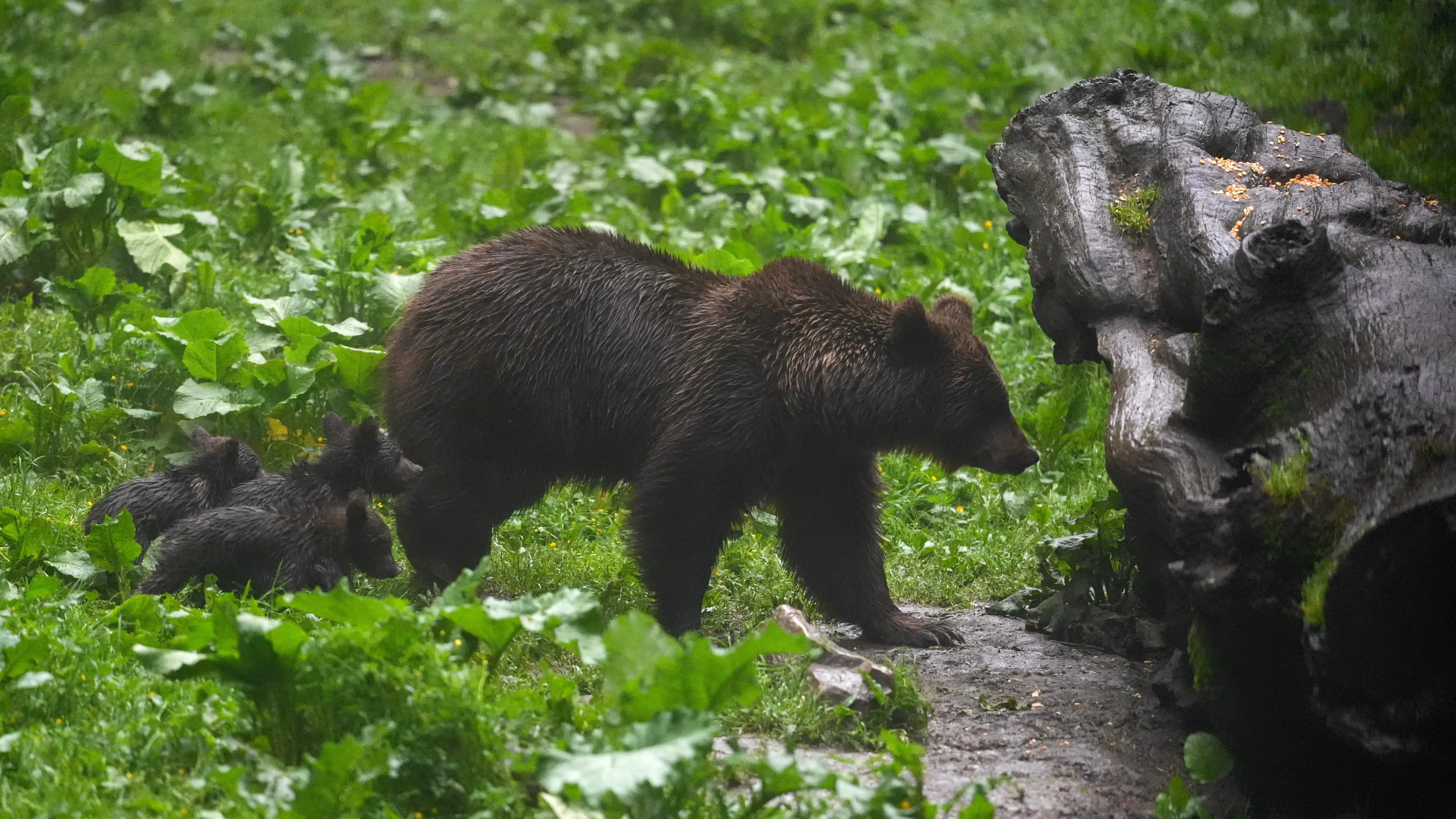 Brown Bear, Strambei Valley, Transylvania, Romania — photo by Jim Bennett