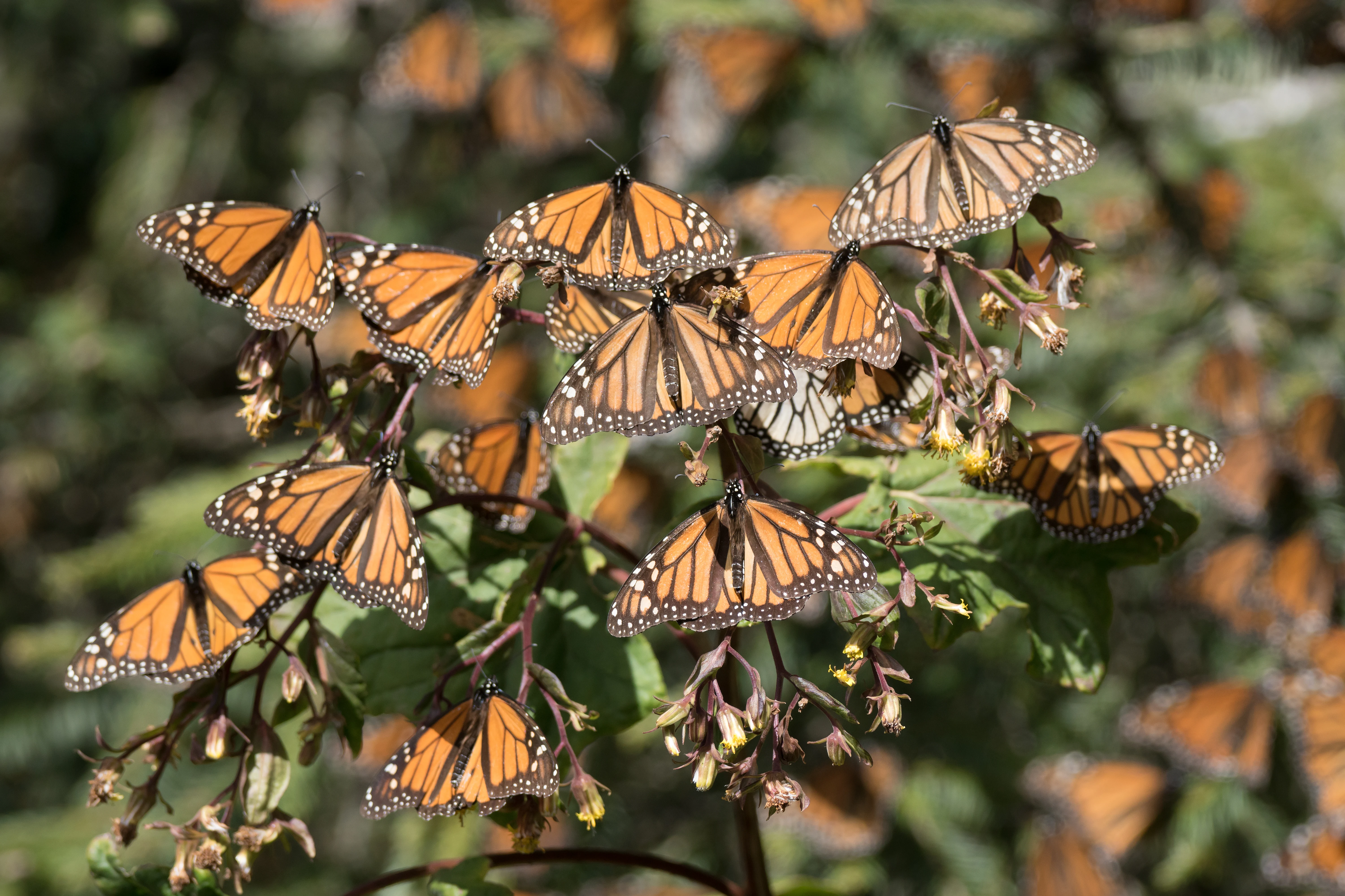 Monarch Butterflies, Sierra Chincua Monarch Reserve, Michoacan, Mexico — photo by Jim Bennett