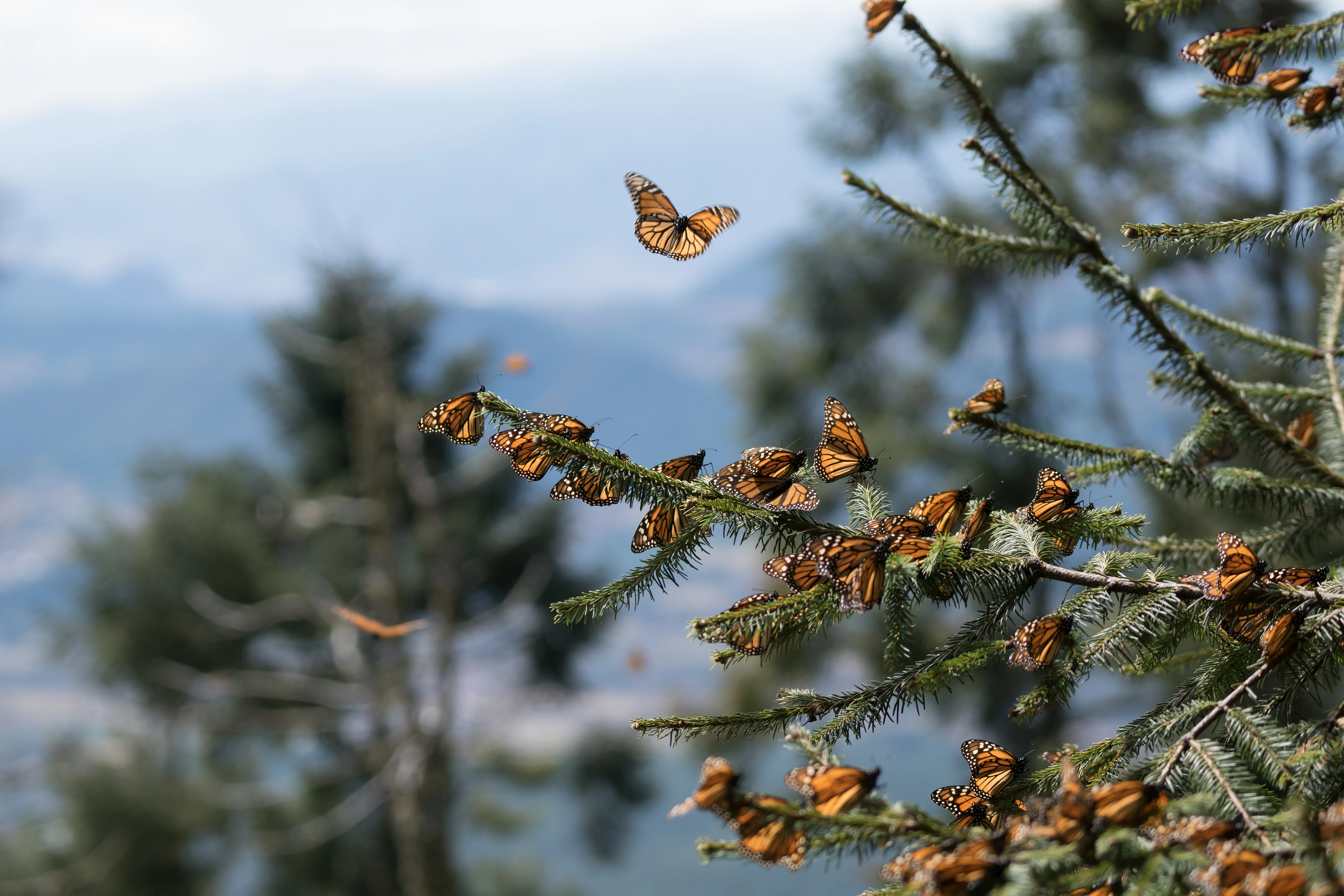 Monarch Butterflies, Sierra Chincua Monarch Reserve, Michoacan, Mexico — photo by Jim Bennett