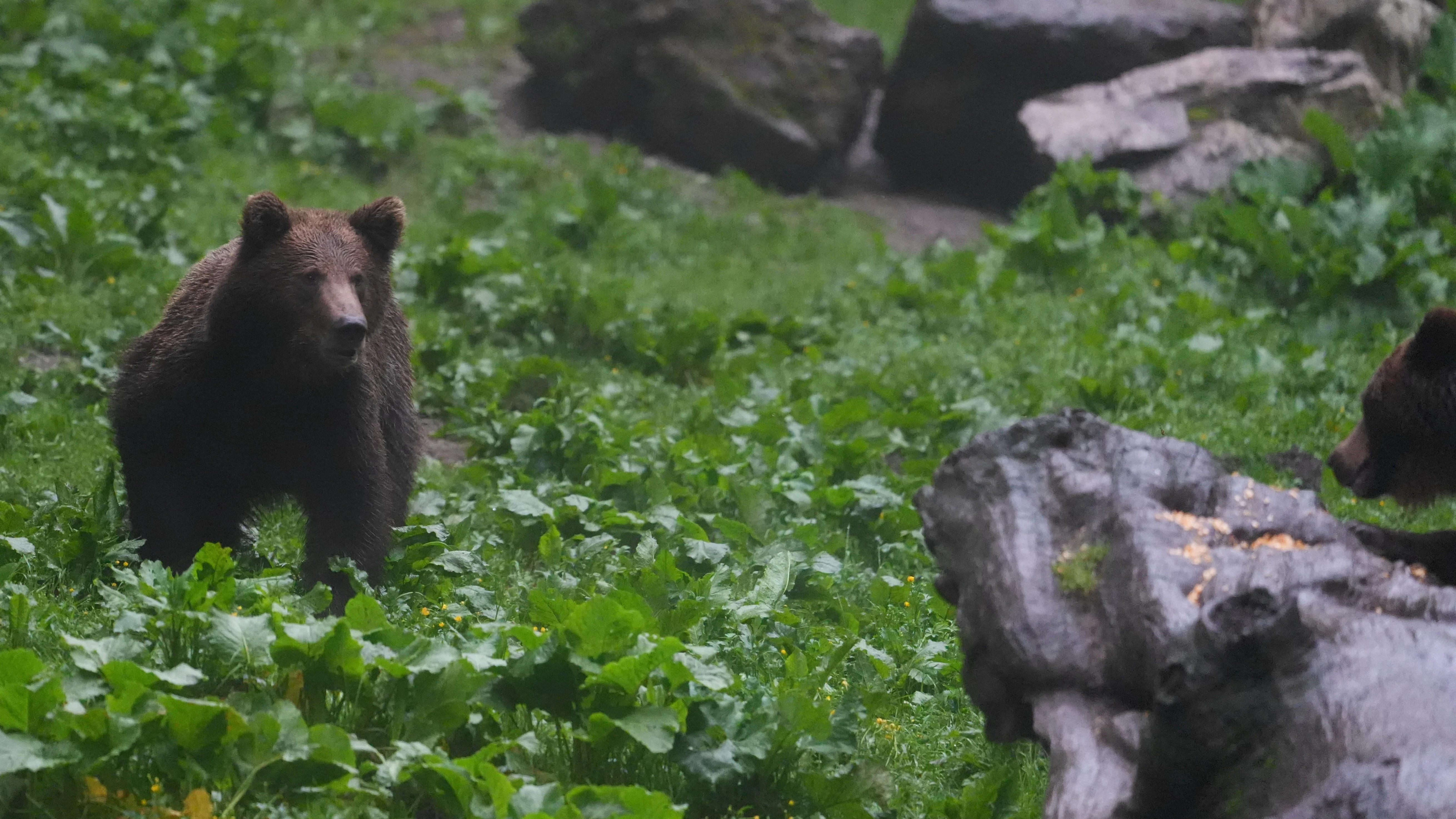 Brown Bear, Strambei Valley, Transylvania, Romania — photo by Jim Bennett