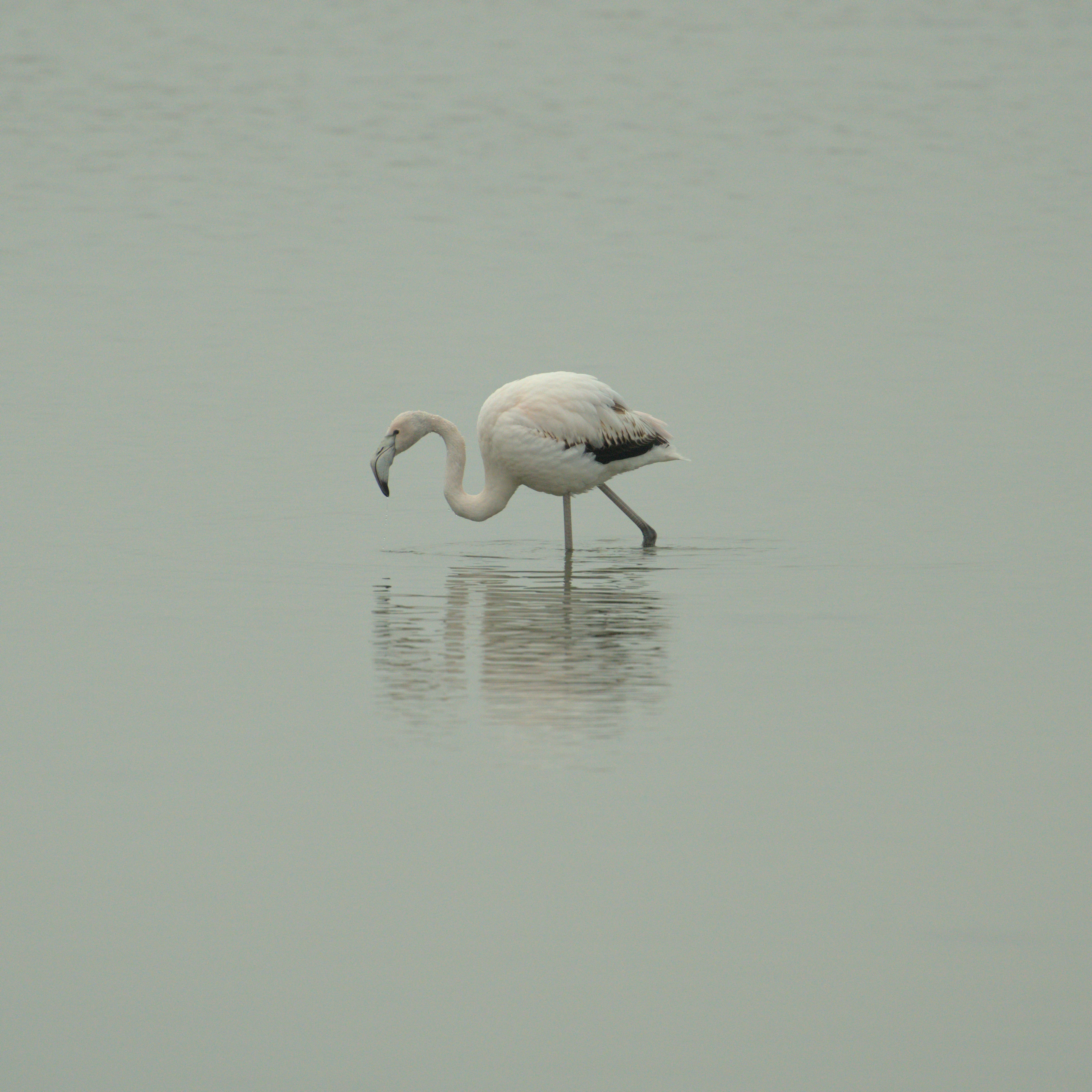 Greater Flamingo, Netherlands — photo by Jim Bennett