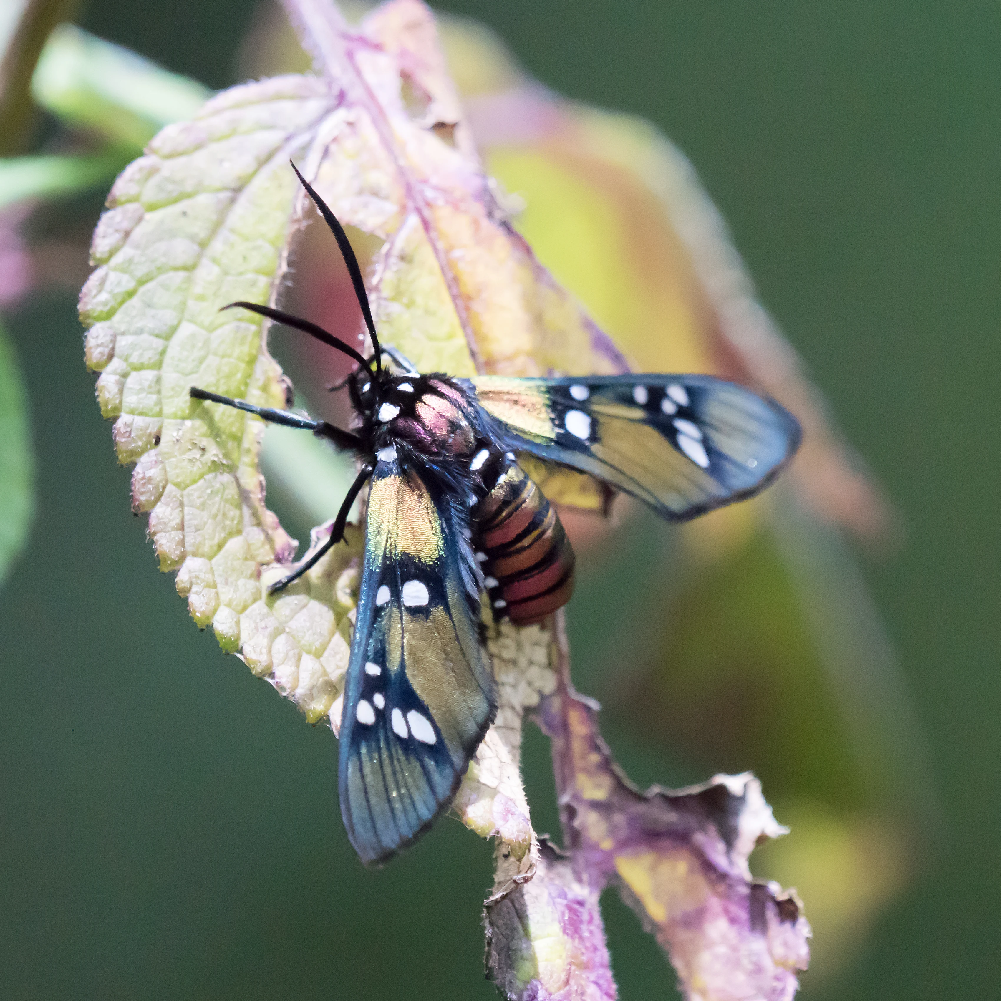 Princely Tiger Moth, Sierra Chincua Monarch Reserve, Michoacan, Mexico — photo by Jim Bennett