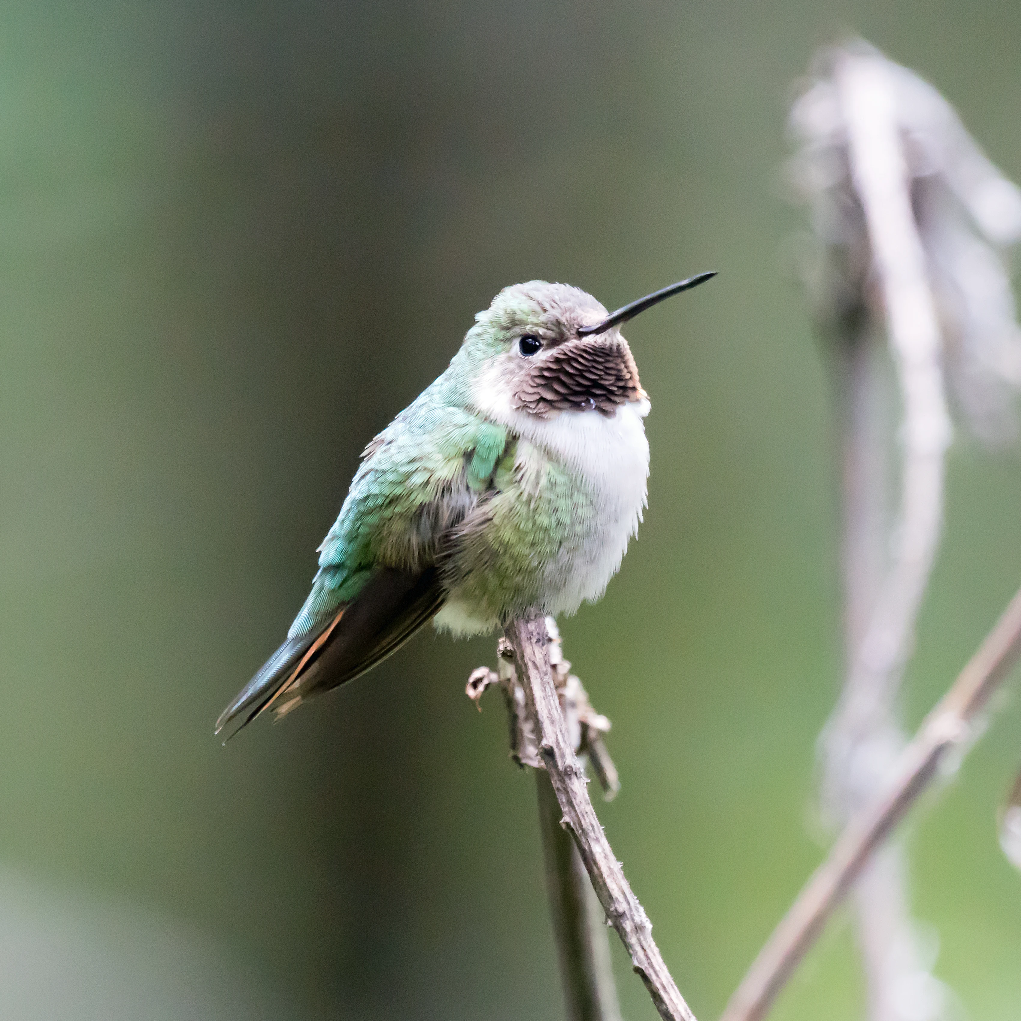 Broad-tailed Hummingbird, Sierra Chincua Monarch Reserve, Michoacan, Mexico — photo by Jim Bennett
