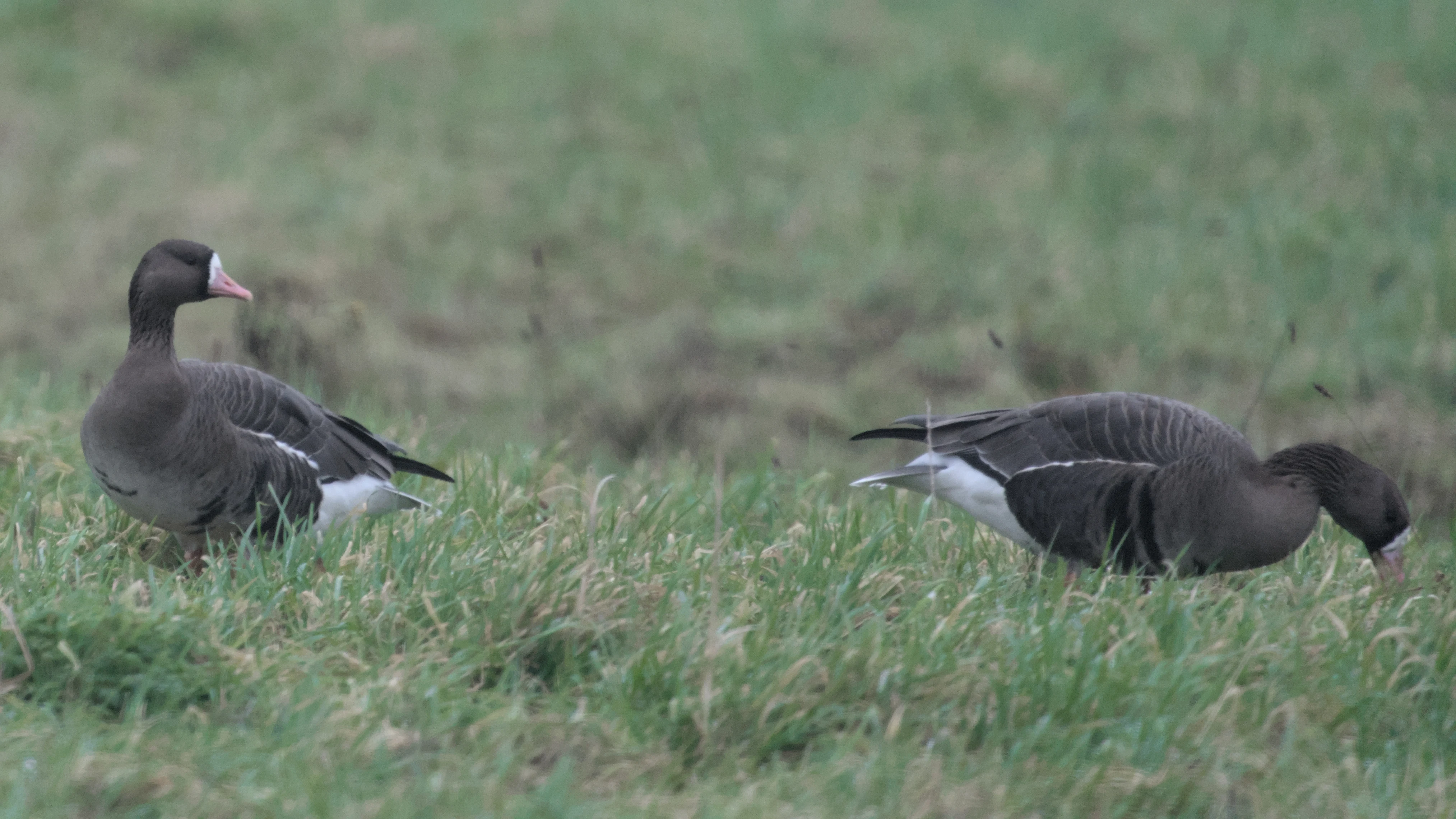 White-fronted Geese, Strijen, Netherlands — photo by Jim Bennett