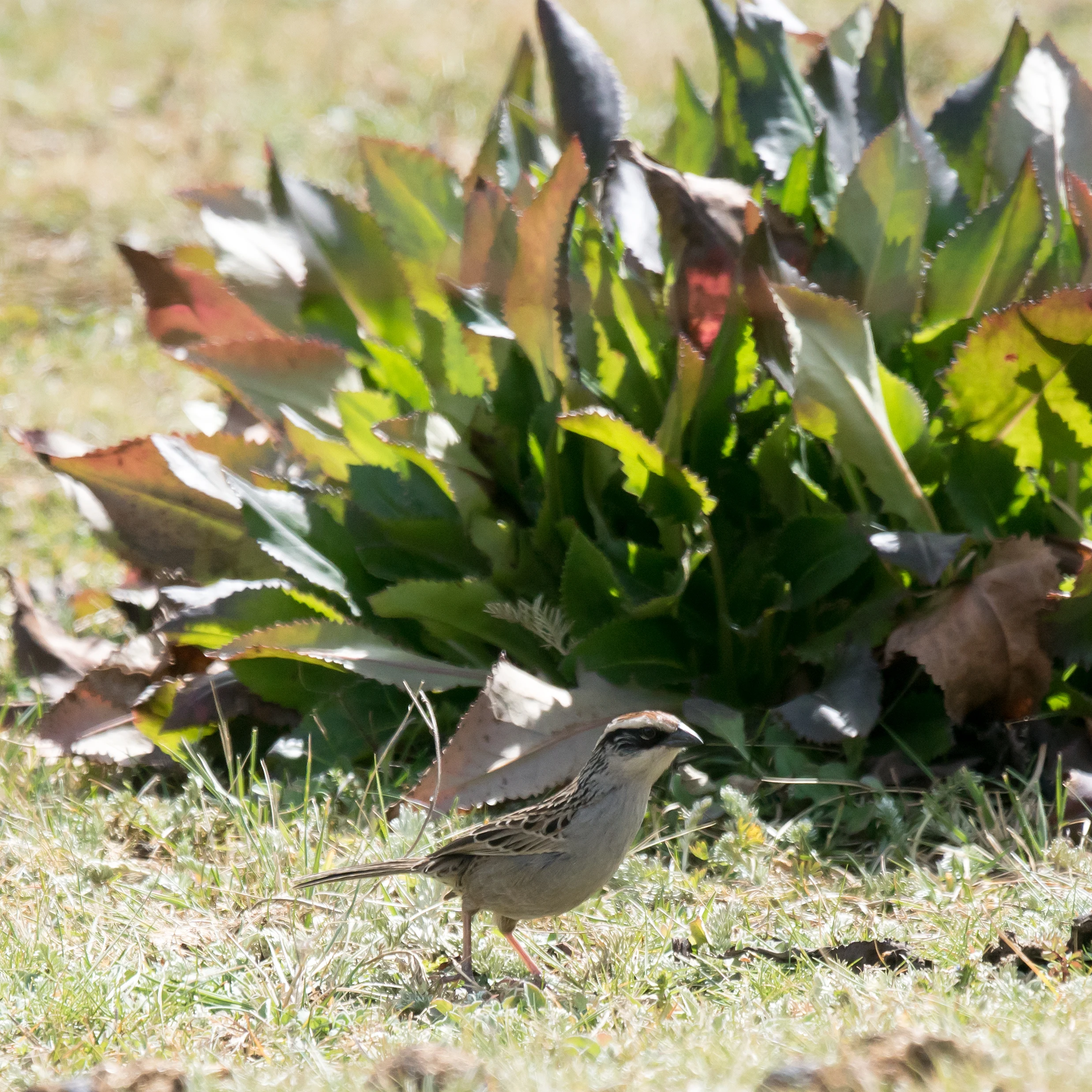 Striped Sparrow, Sierra Chincua Monarch Reserve, Michoacan, Mexico — photo by Jim Bennett