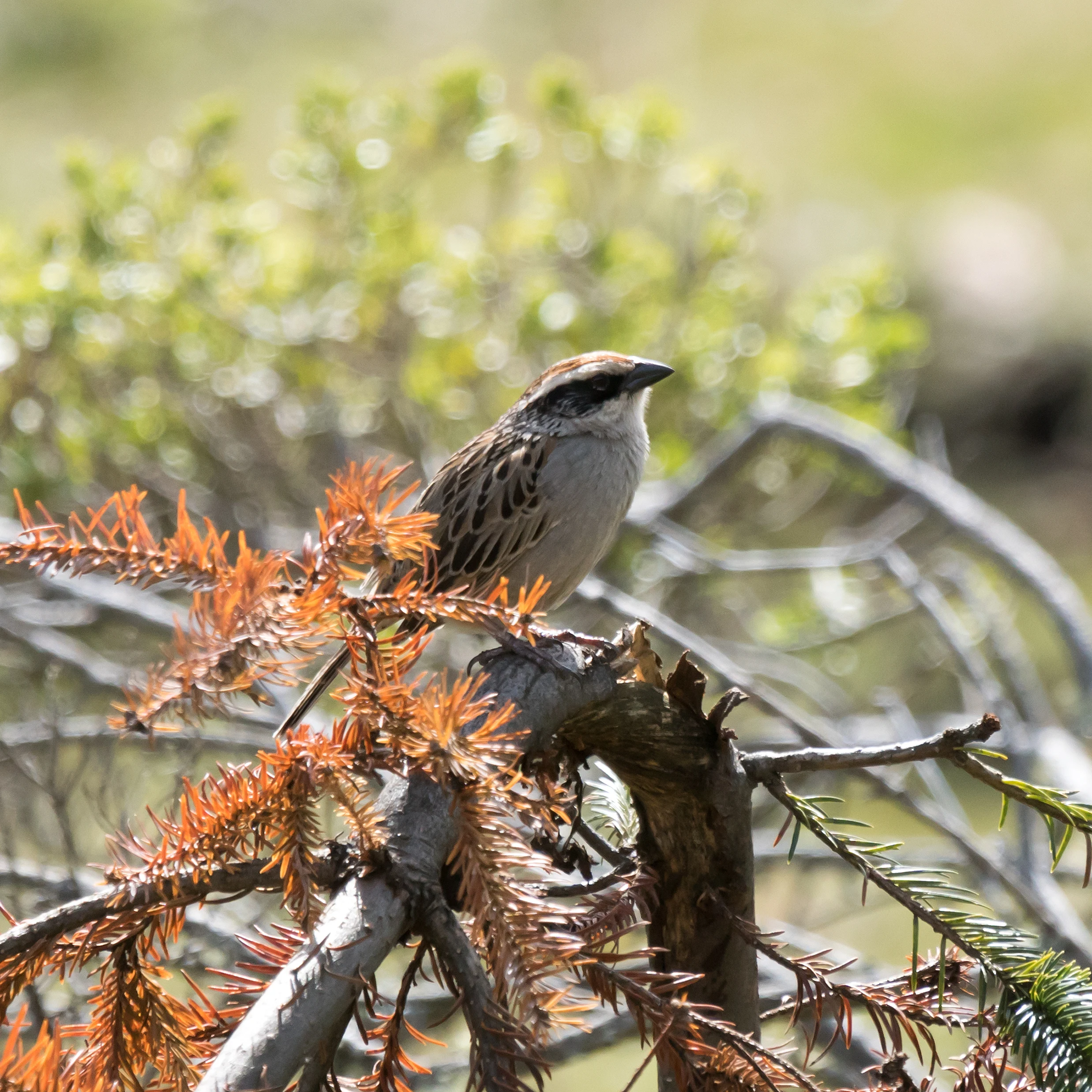 Striped Sparrow, Sierra Chincua Monarch Reserve, Michoacan, Mexico — photo by Jim Bennett