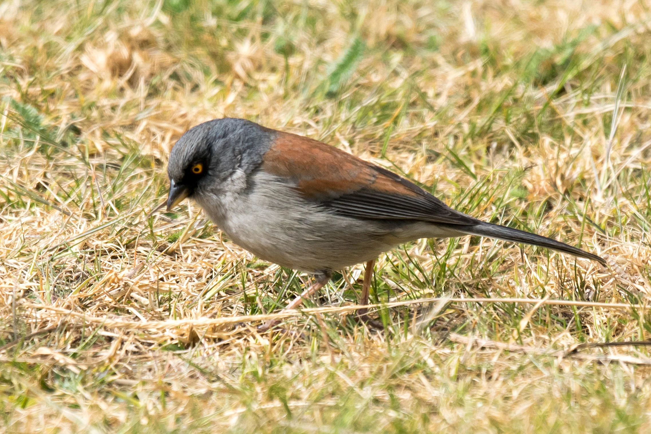 Yellow-eyed Junco, Sierra Chincua Monarch Reserve, Michoacan, Mexico — photo by Jim Bennett