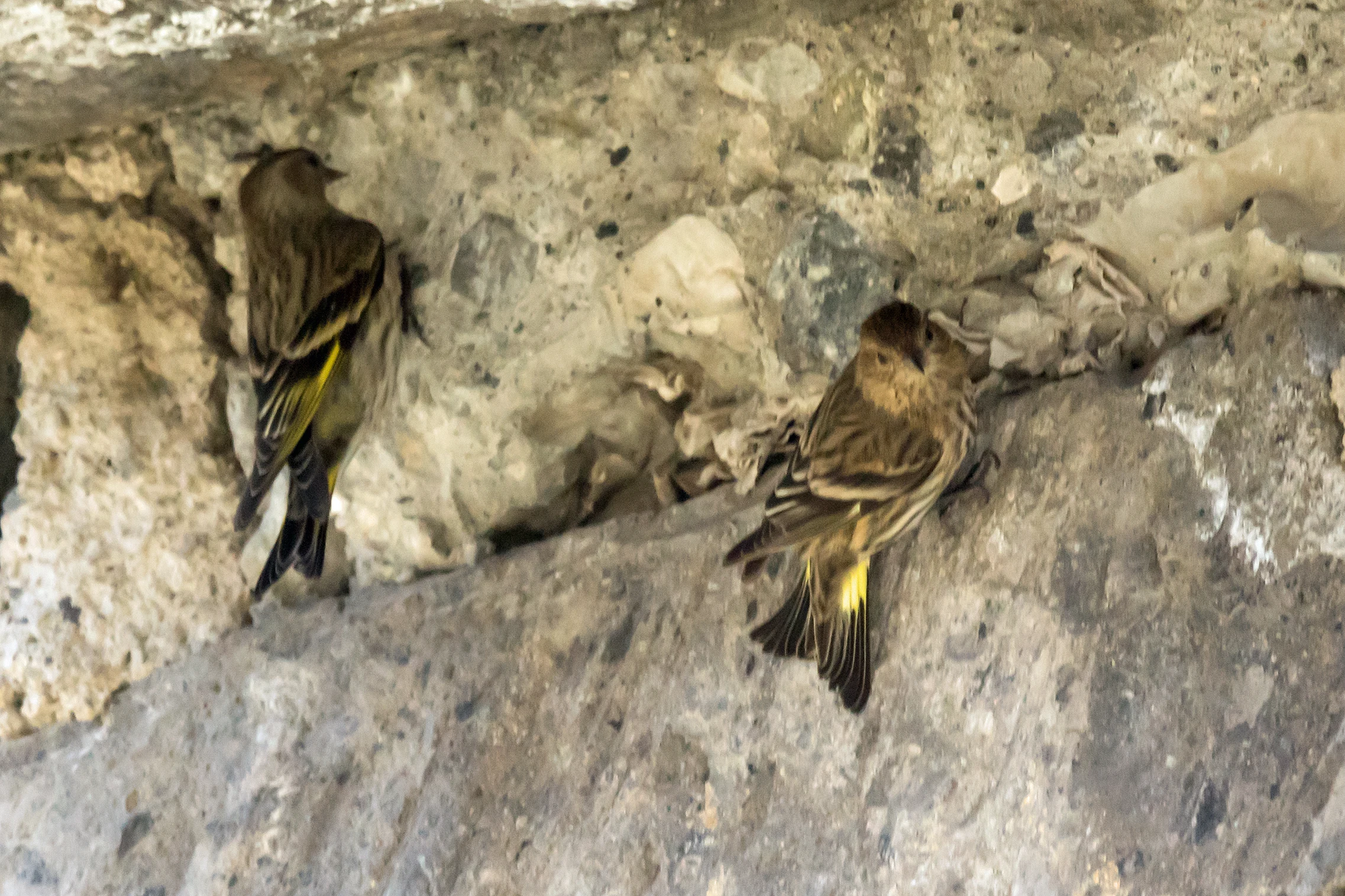 Pine Siskin, Sierra Chincua Monarch Reserve, Michoacan, Mexico — photo by Jim Bennett