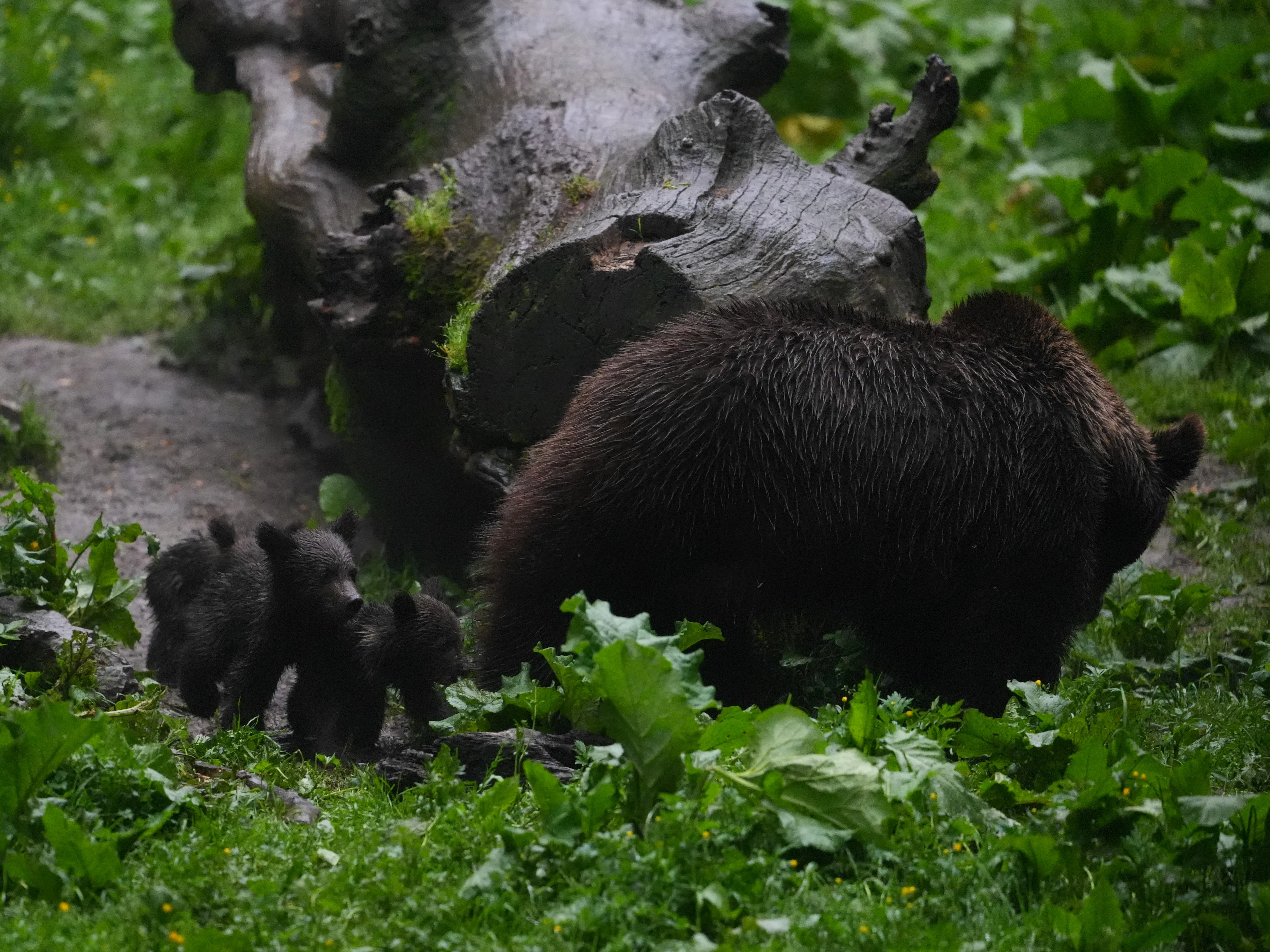 Brown Bear, Strambei Valley, Transylvania, Romania — photo by Jim Bennett