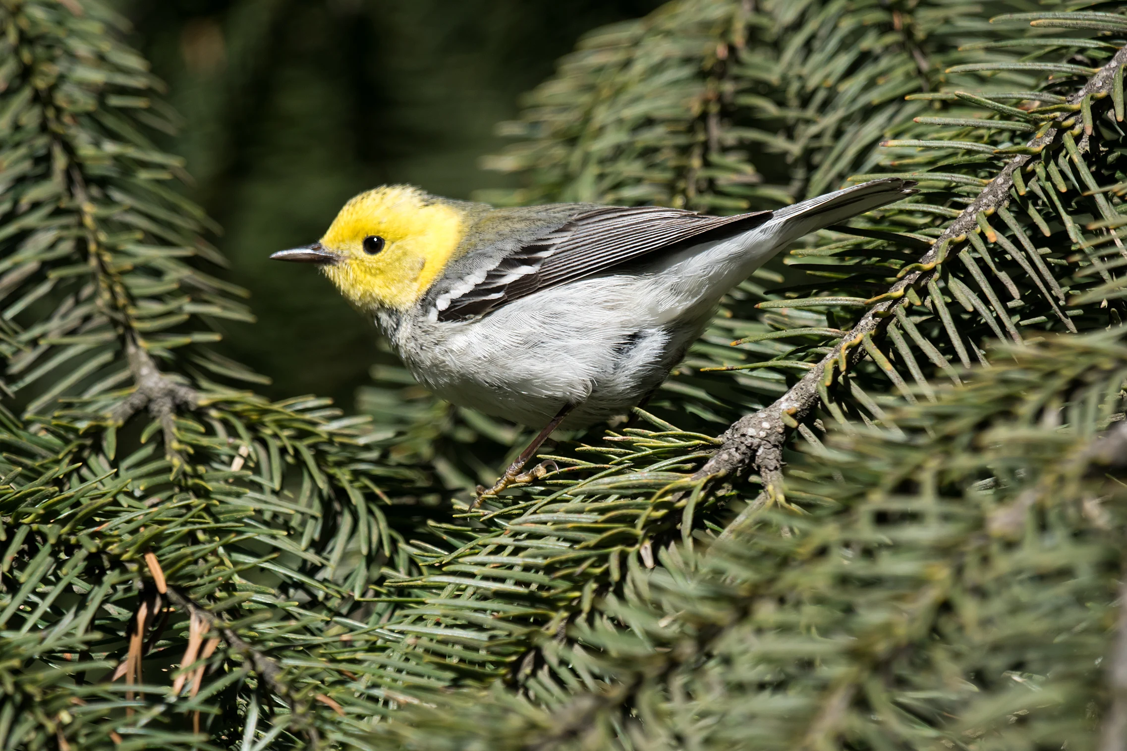 Hermit Warbler, Sierra Chincua Monarch Reserve, Michoacan, Mexico — photo by Jim Bennett